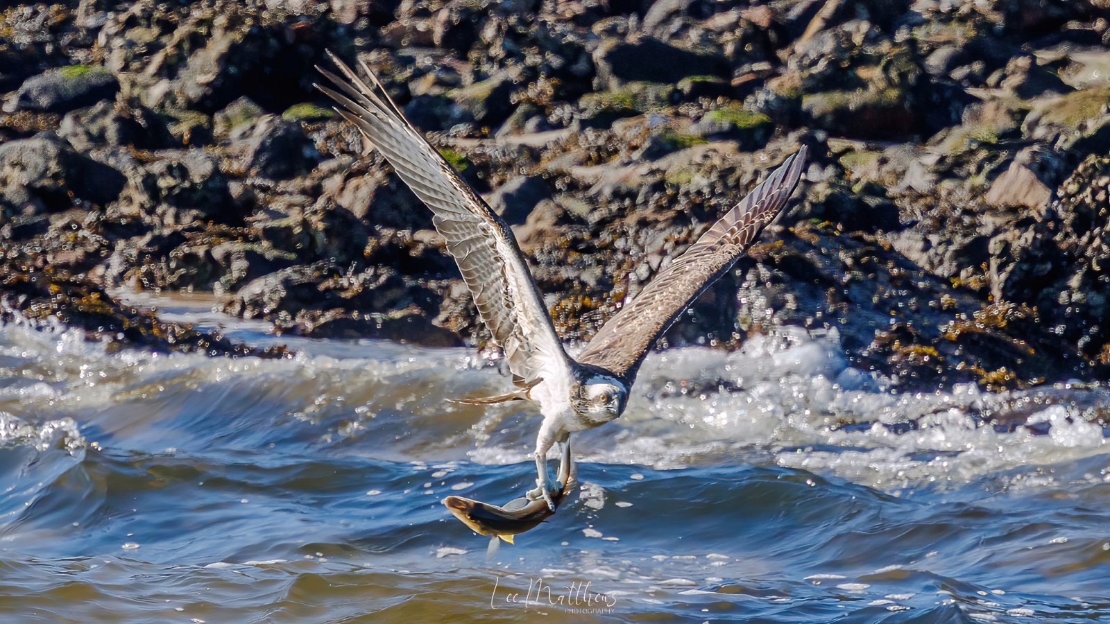 a bird flying over a body of water