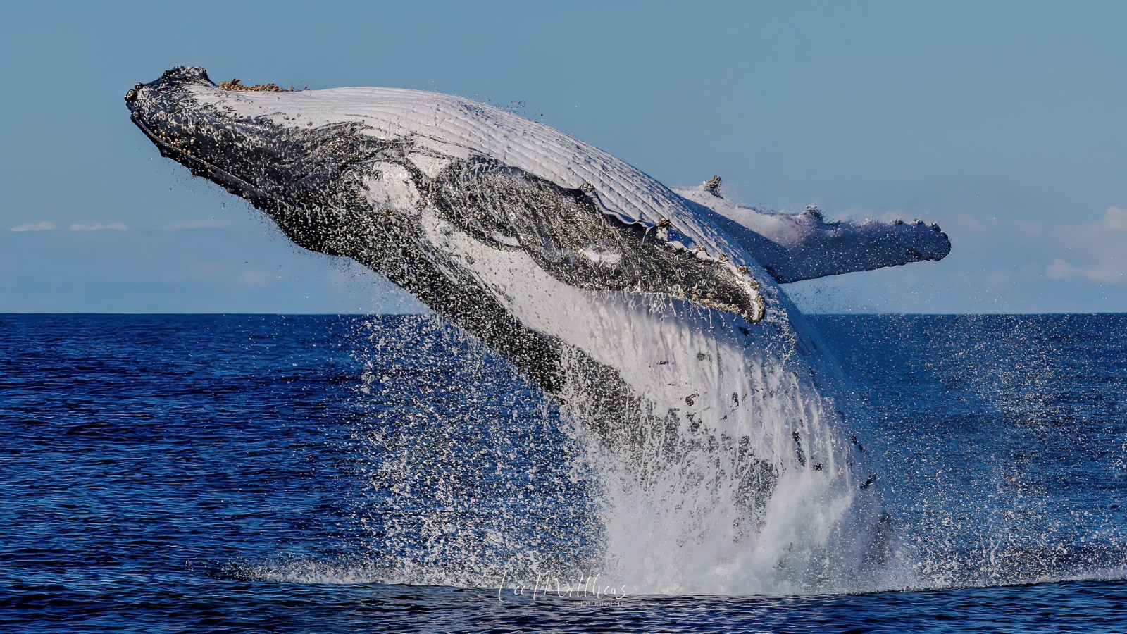 Whale Watching Moonshadow TQC Cruises Port Stephens Lee Matthews