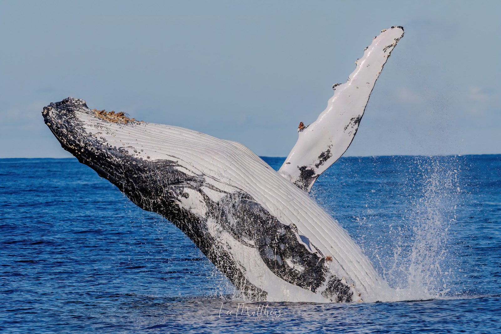 a whale jumping out of the water