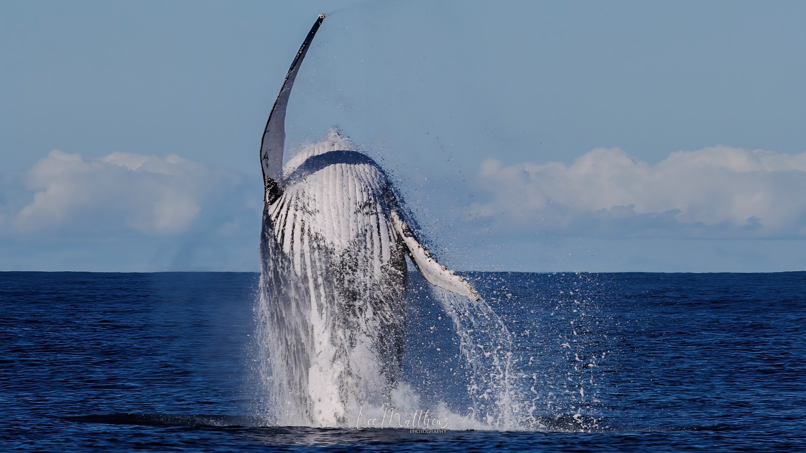 a whale jumping out of the water