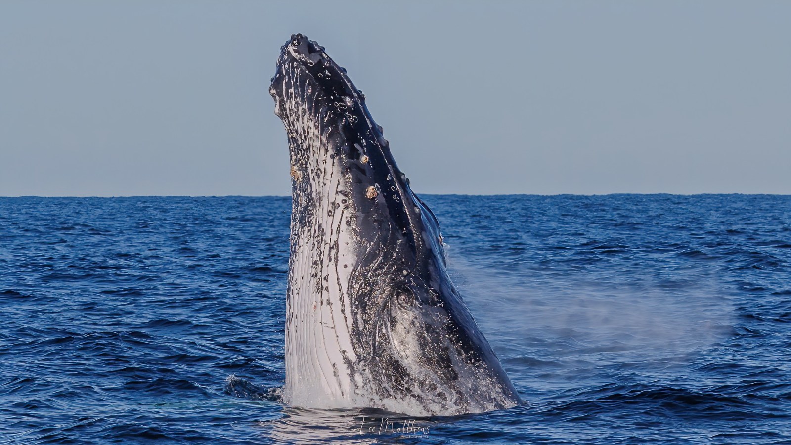 Whale Watching Moonshadow TQC Cruises Port Stephens Lee Matthews