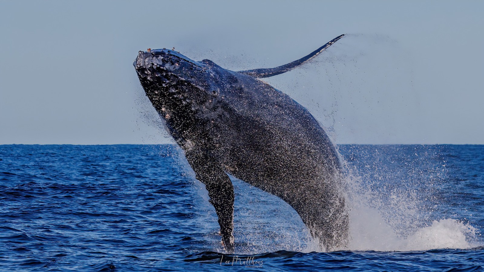 a whale jumping out of the water