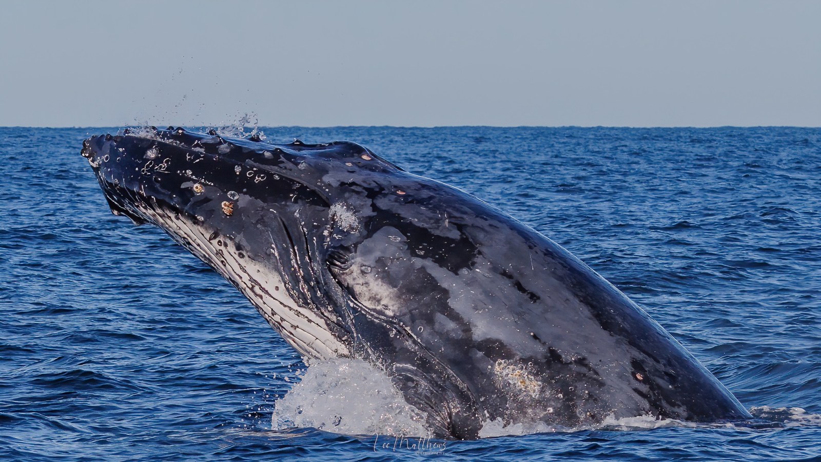 a whale jumping out of the water