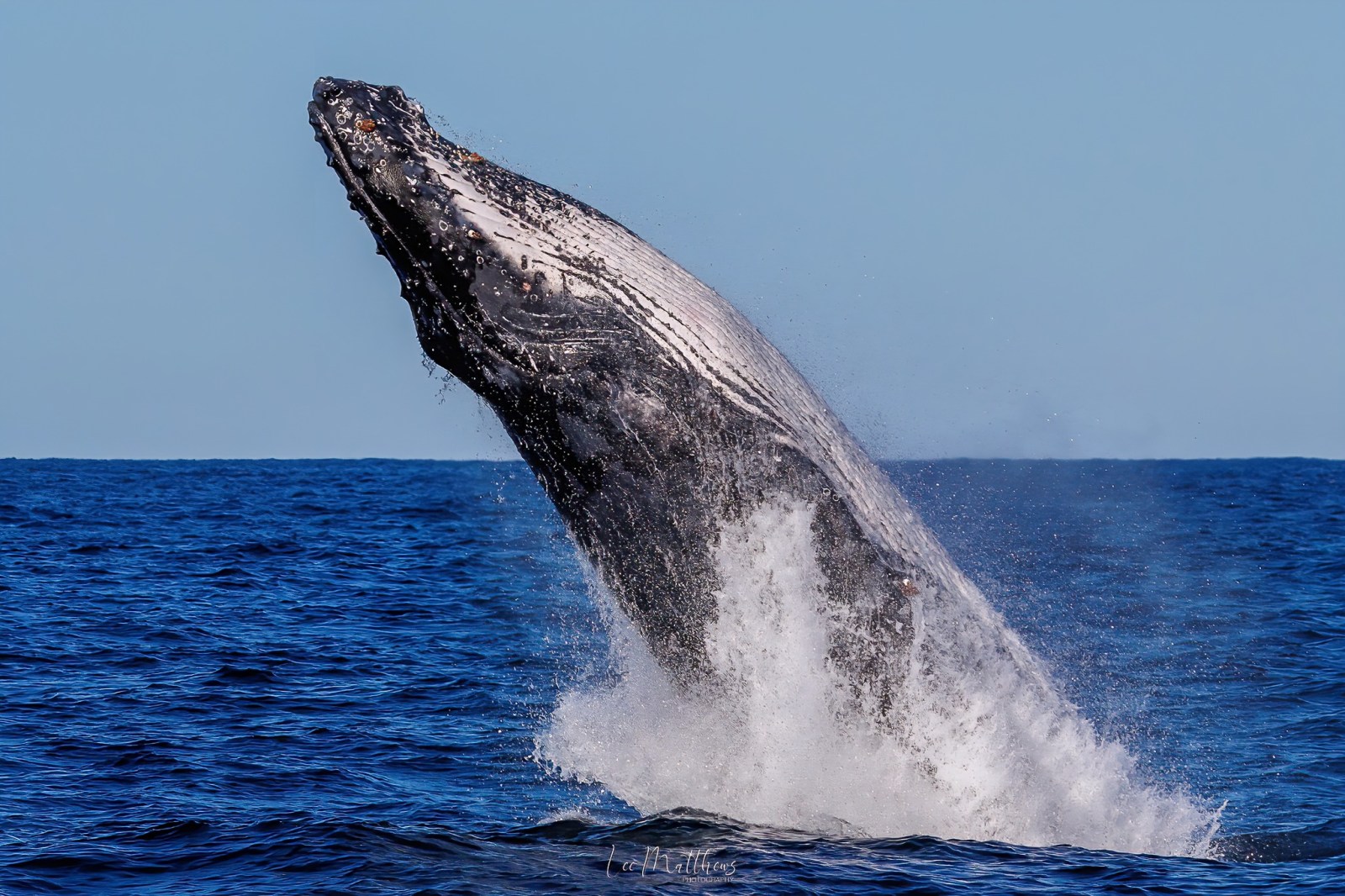 a whale jumping out of the water