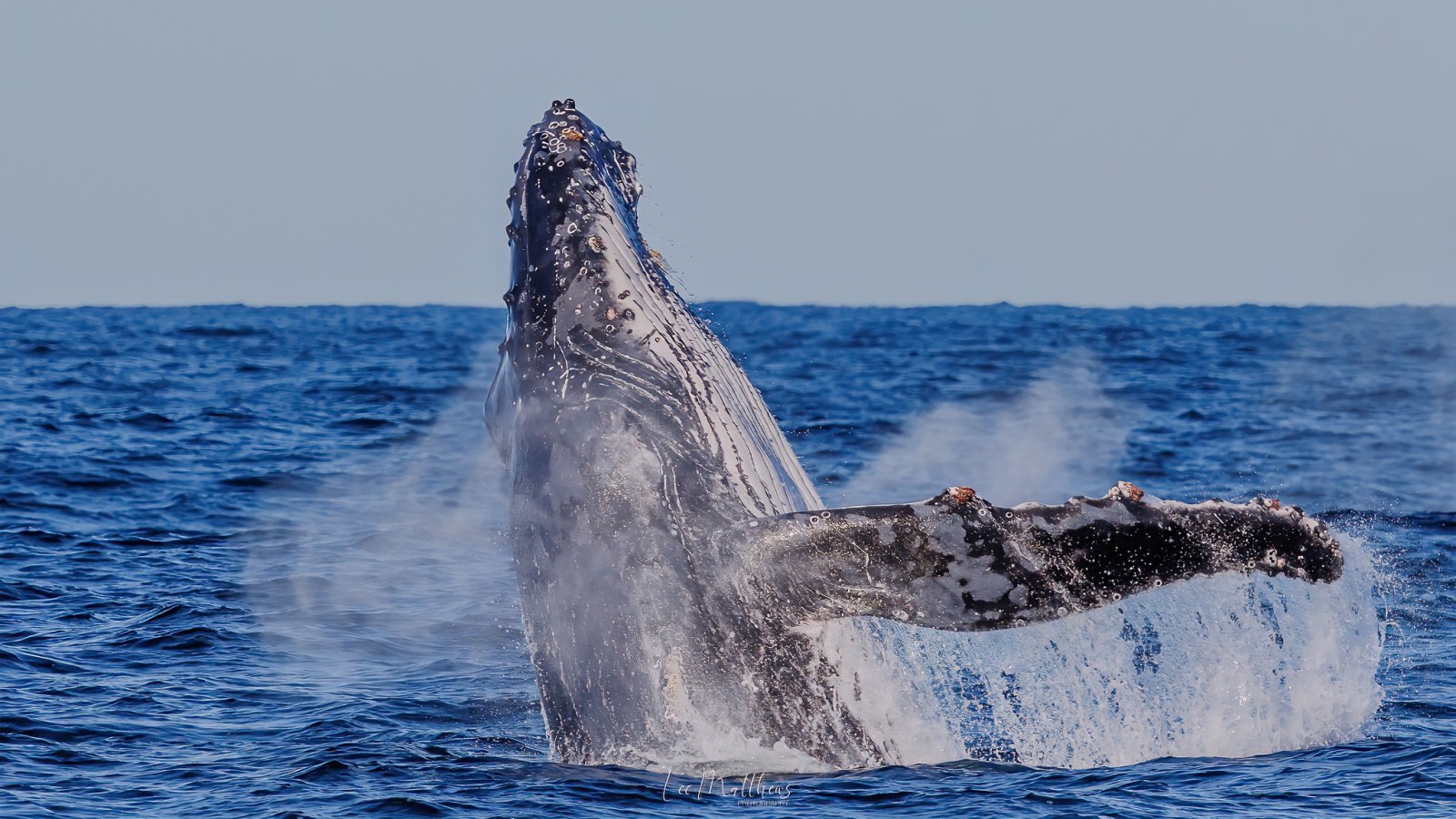 a whale jumping out of the water