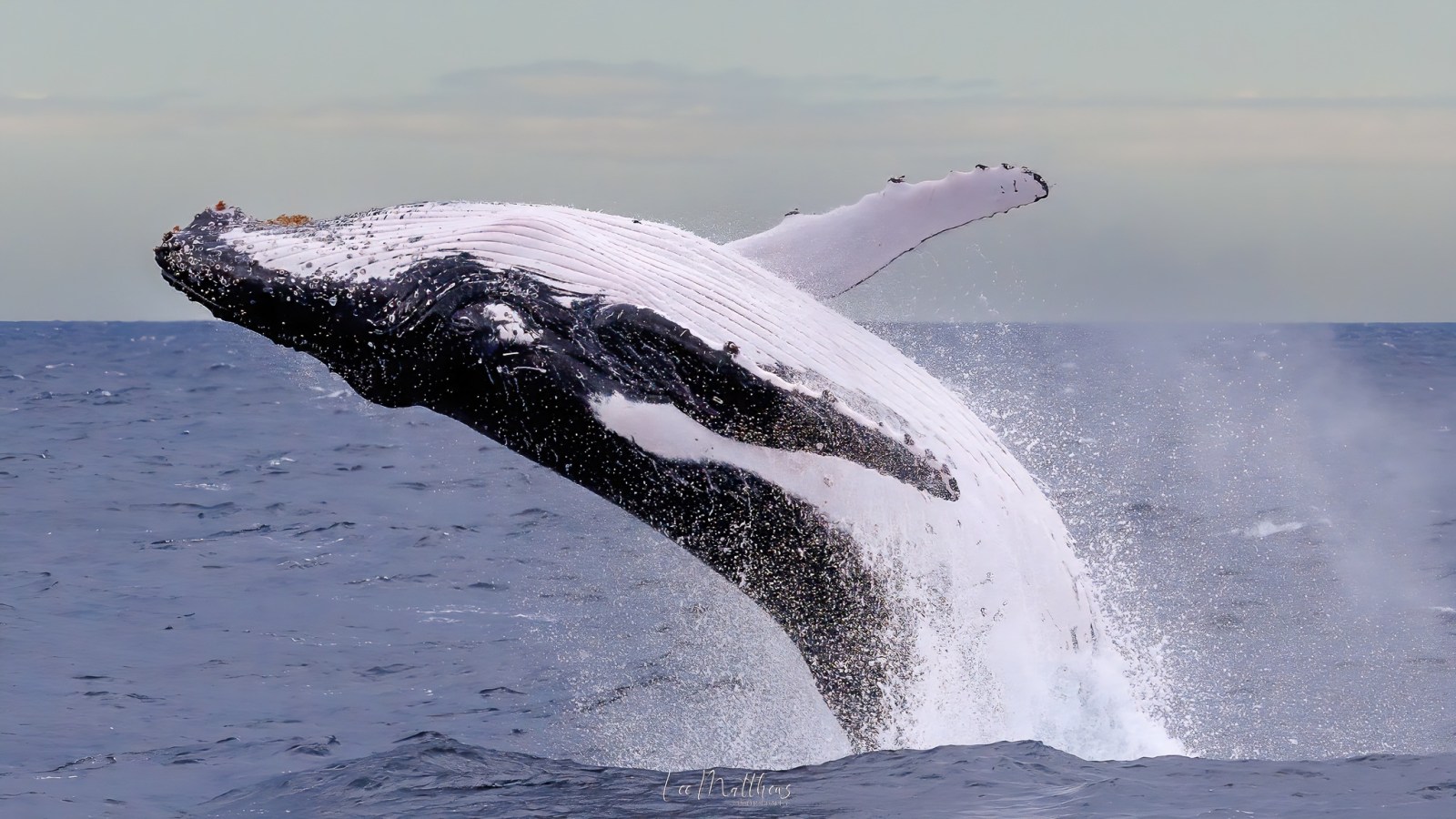 a whale jumping out of the water