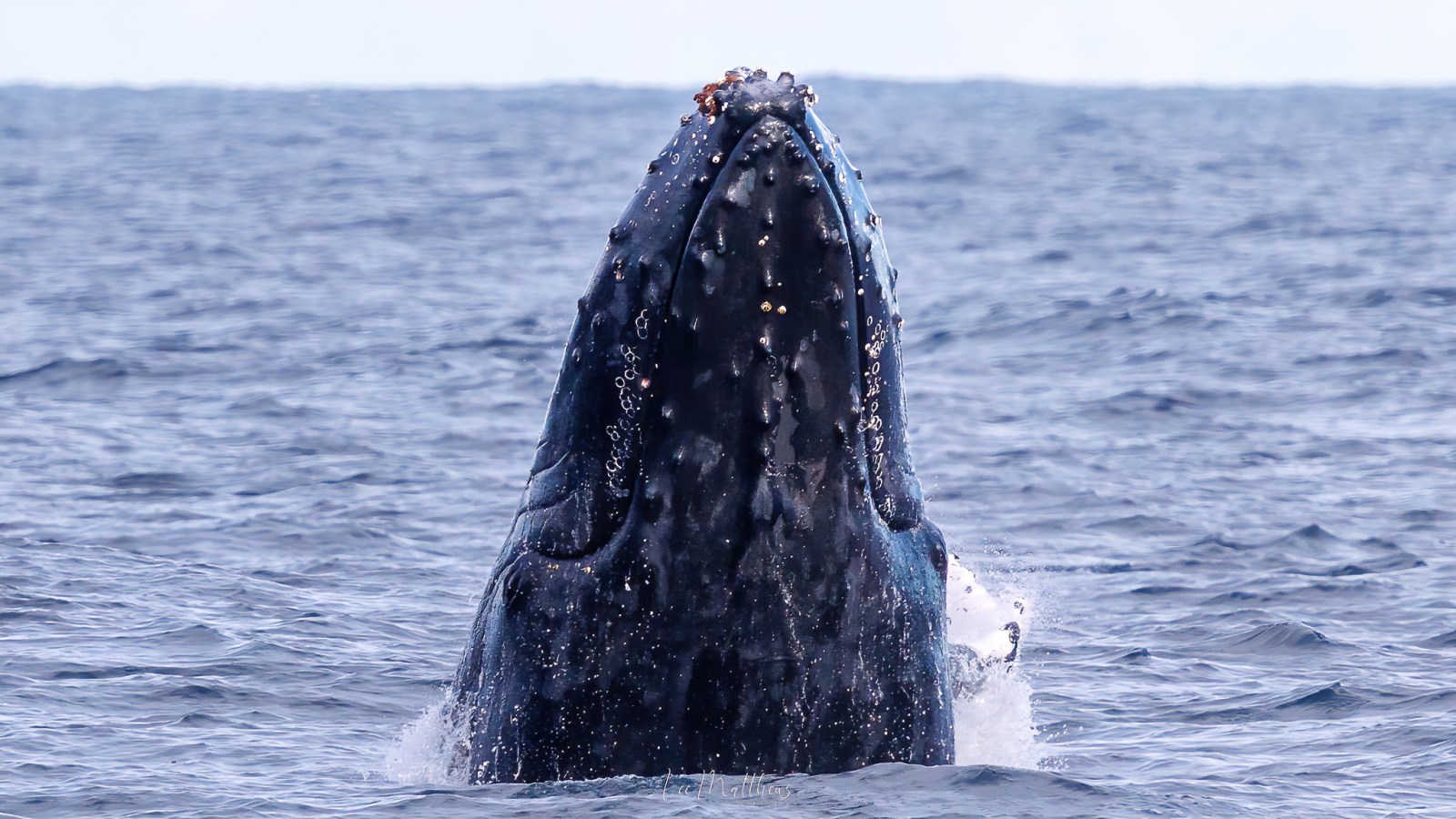 a whale jumping out of the water