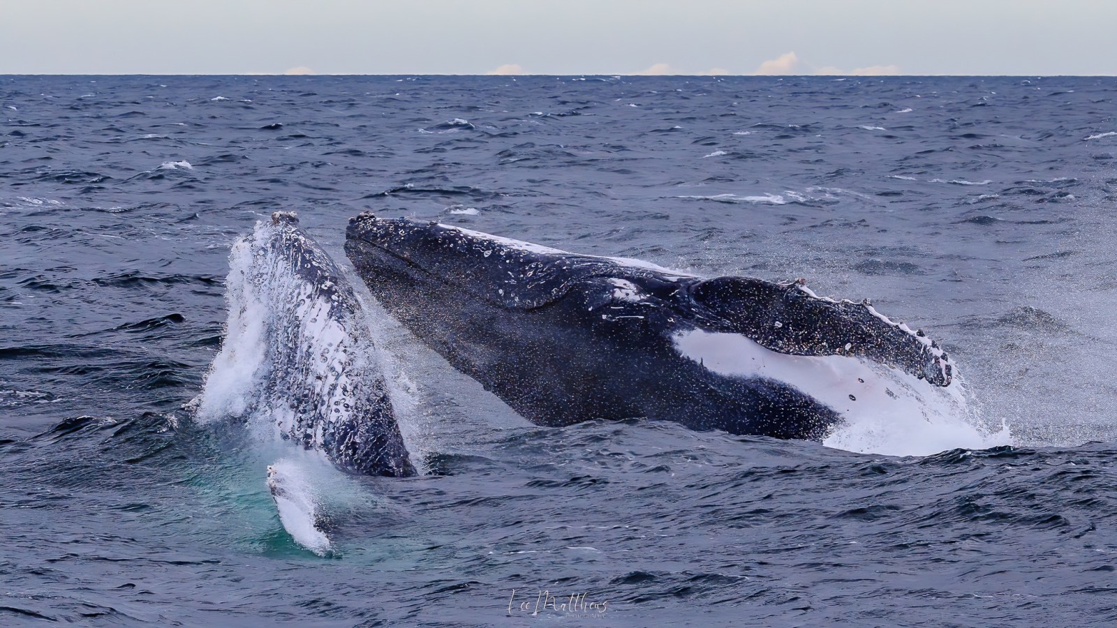 Whale Watching Moonshadow TQC Cruises Port Stephens Lee Matthews