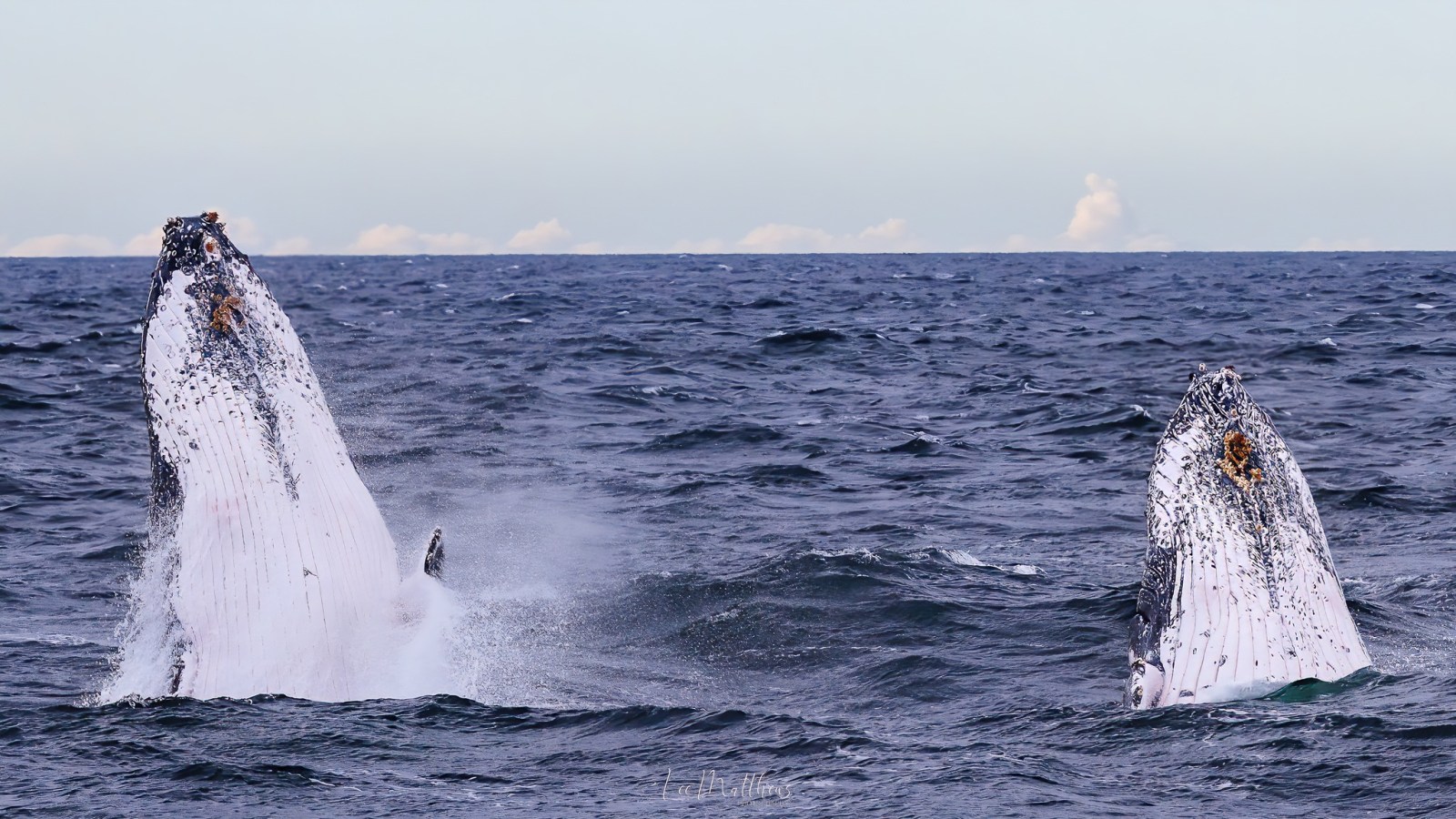a whale jumping out of the water