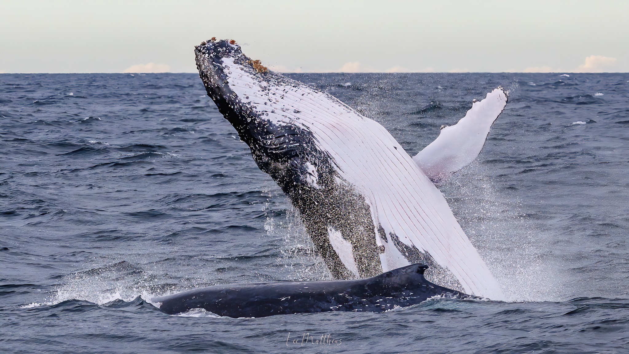 17 JULY 2025 Moonshadow TQC - Whale Watching Moonshadow TQC Cruises Port Stephens Lee Matthews 24.06.25 7