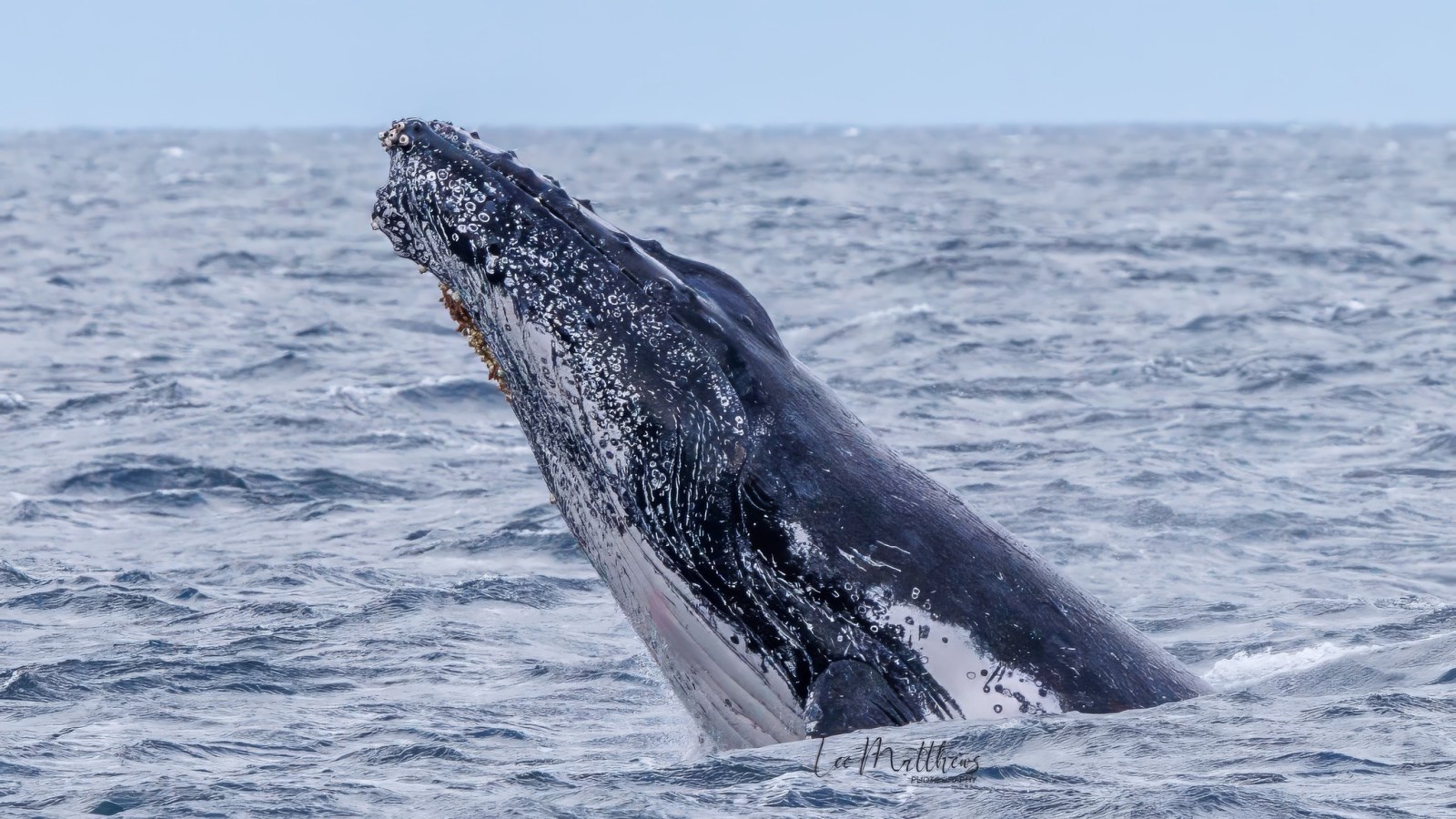 a whale jumping out of the water