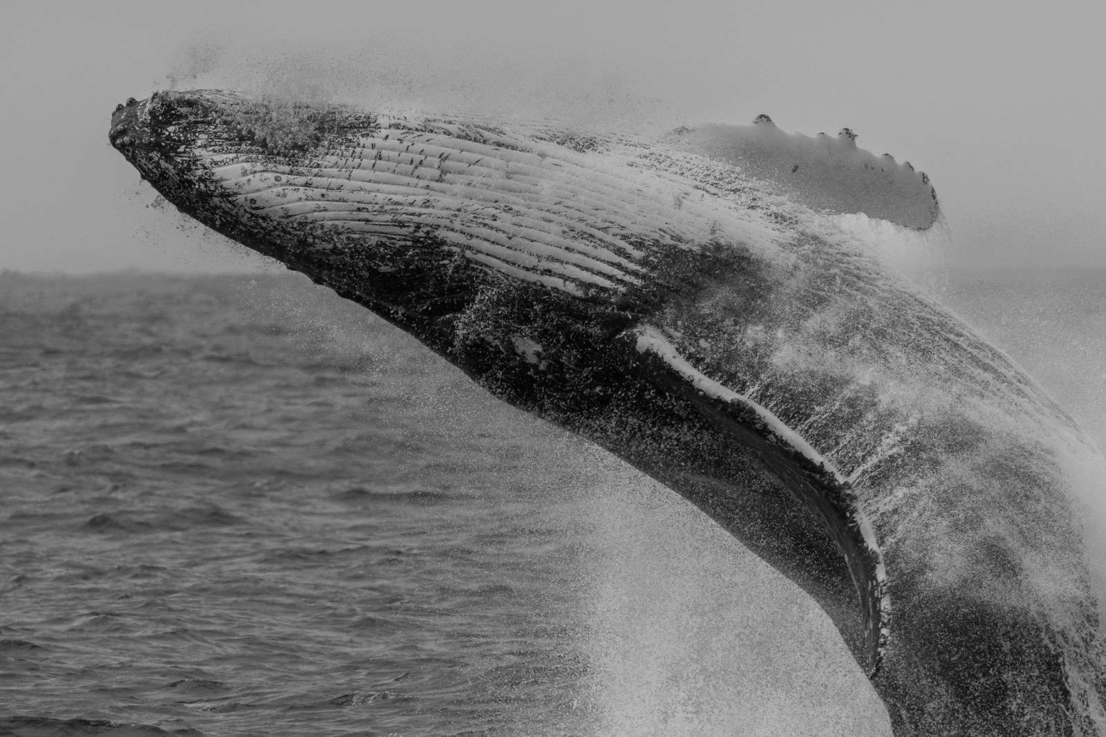 Whale Watching Moonshadow TQC Cruises Port Stephens Lee Matthews