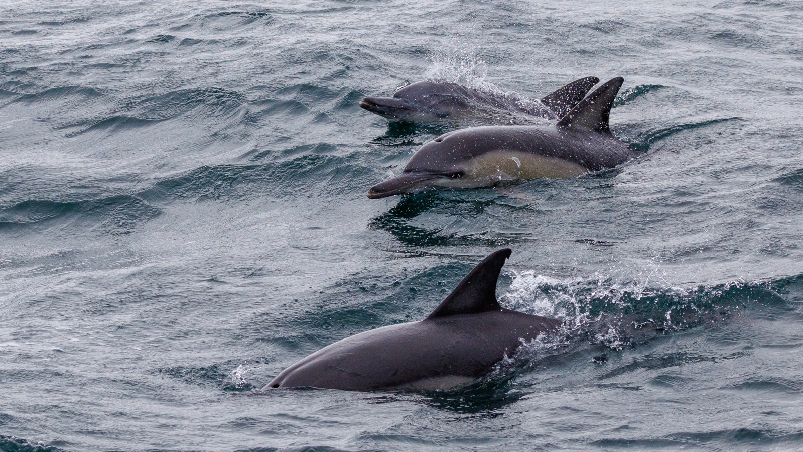 a dolphin jumping out of the water