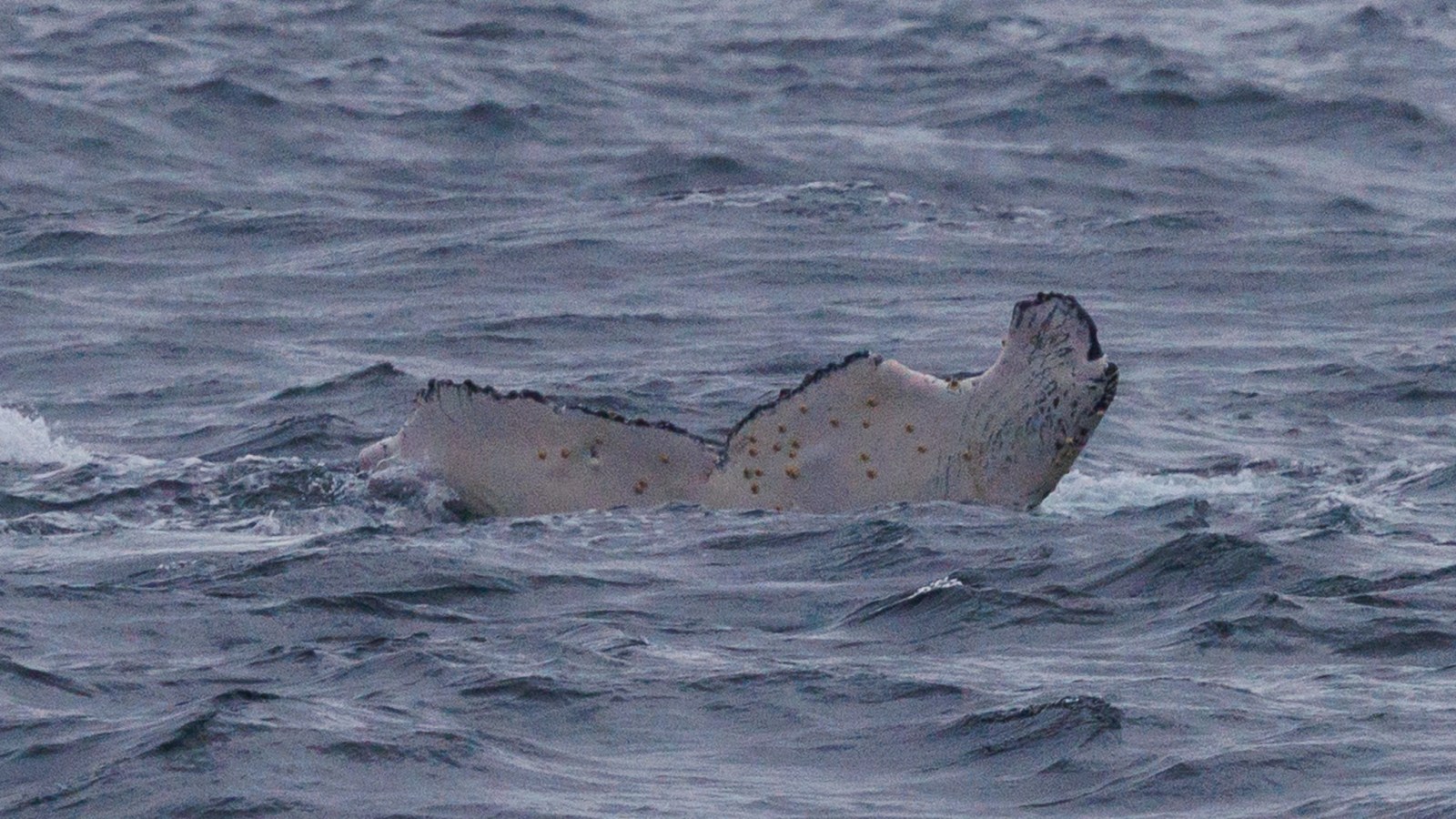a person swimming in a body of water