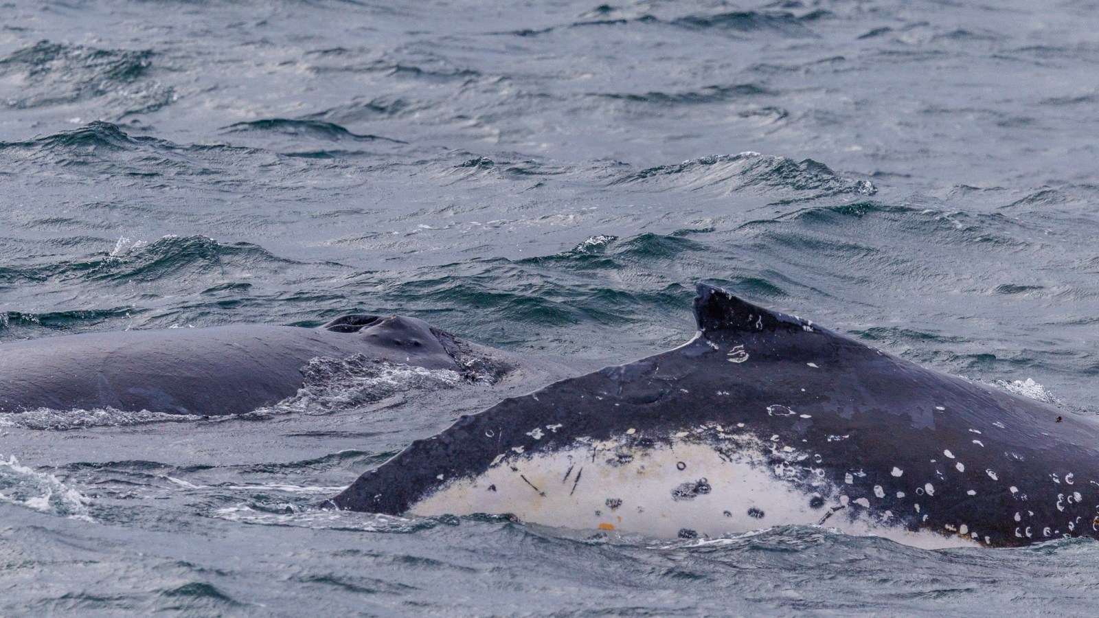 a whale jumping out of the water
