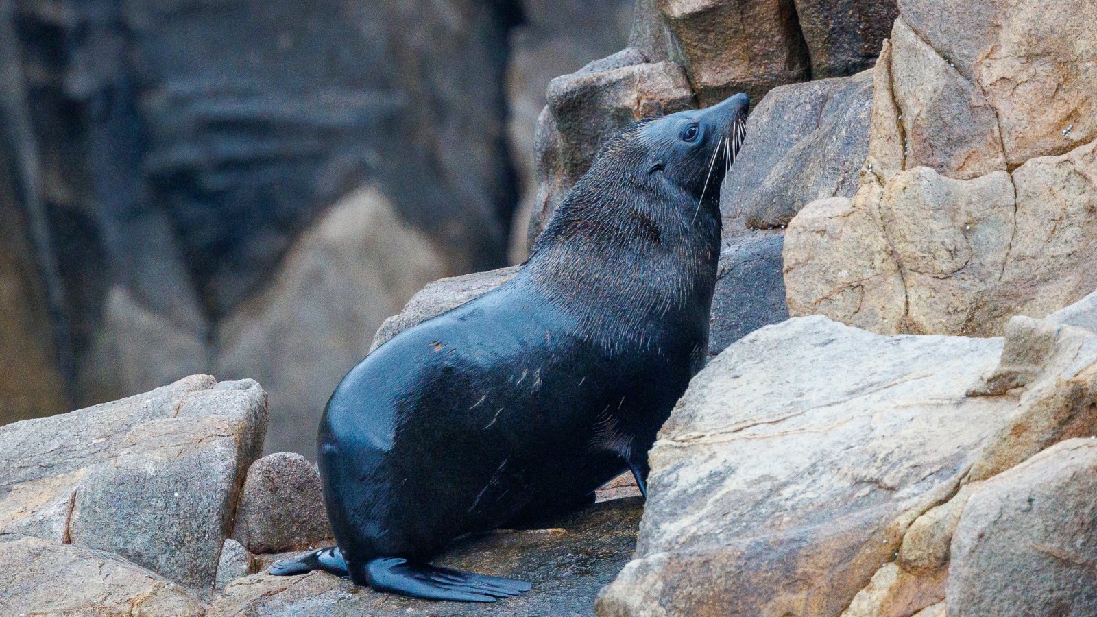 a bird sitting on a rock