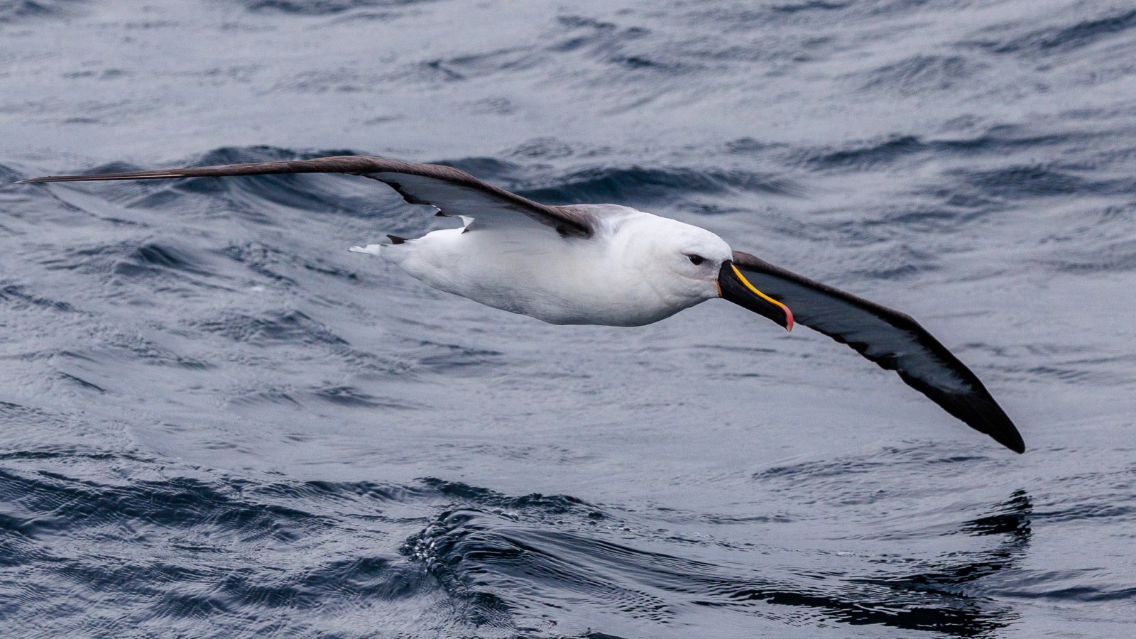 a bird swimming in water