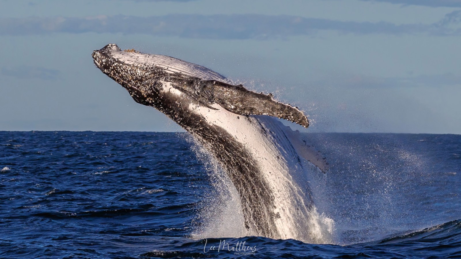 Whale Watching Moonshadow TQC Cruises Port Stephens Lee Matthews
