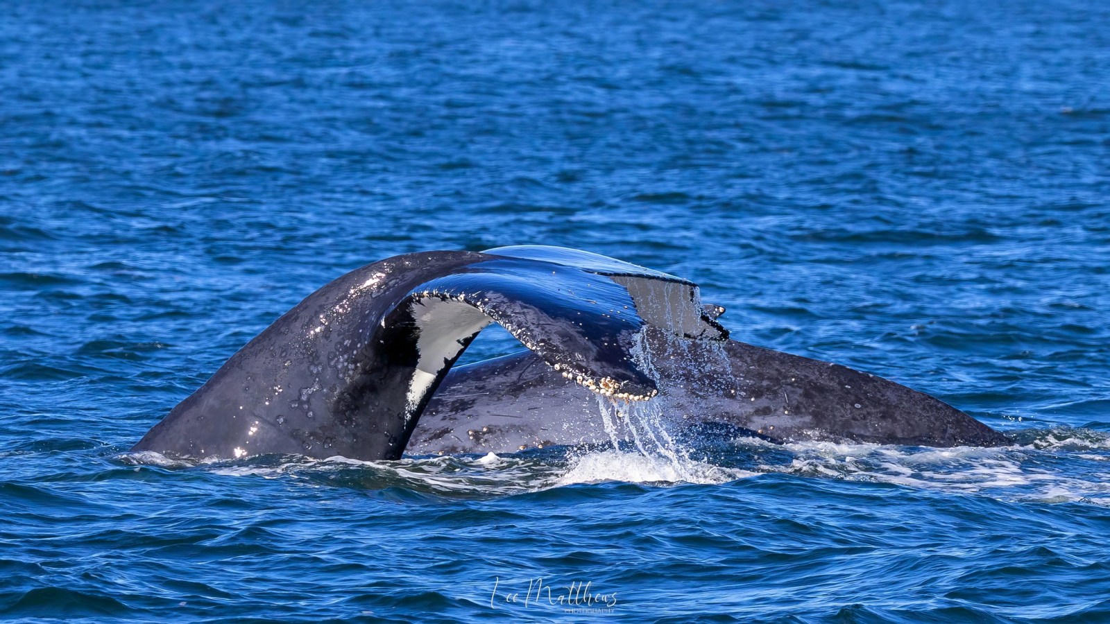 a whale jumping out of the water