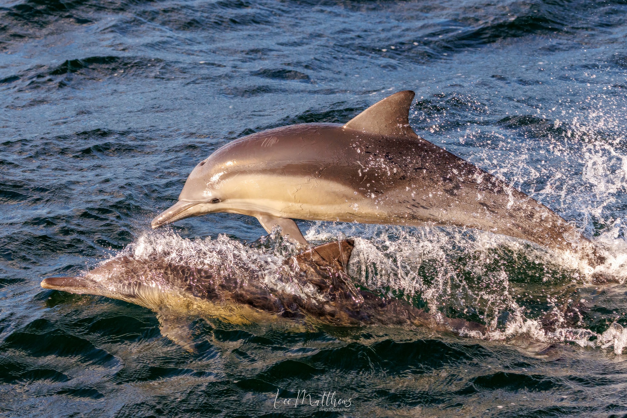 Whale Watching Moonshadow TQC Cruises Port Stephens Lee Matthews 70625 16 Whale Watching Moonshadow TQC Cruises Port Stephens Lee Matthews