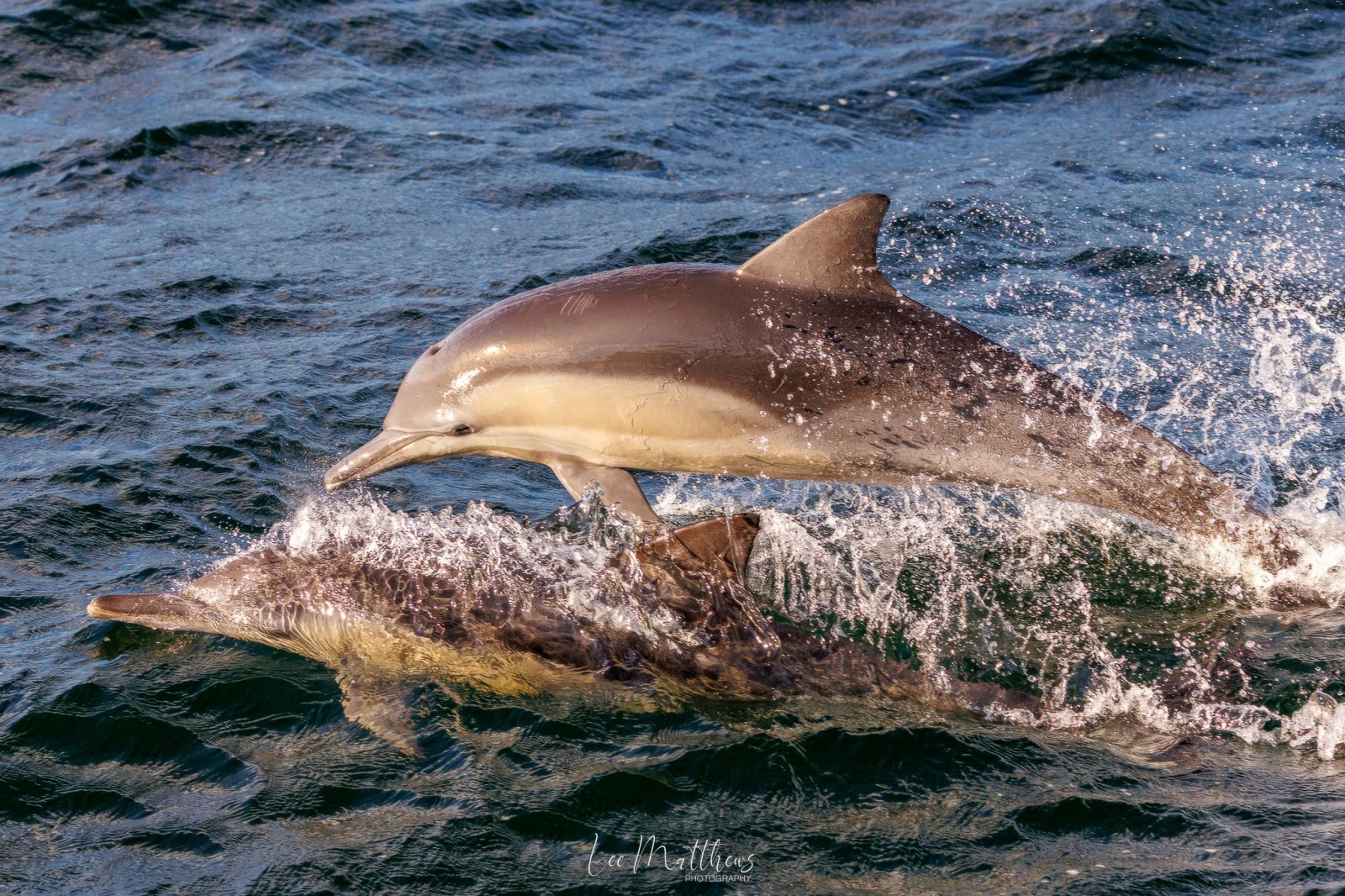Whale Watching Moonshadow TQC Cruises Port Stephens Lee Matthews