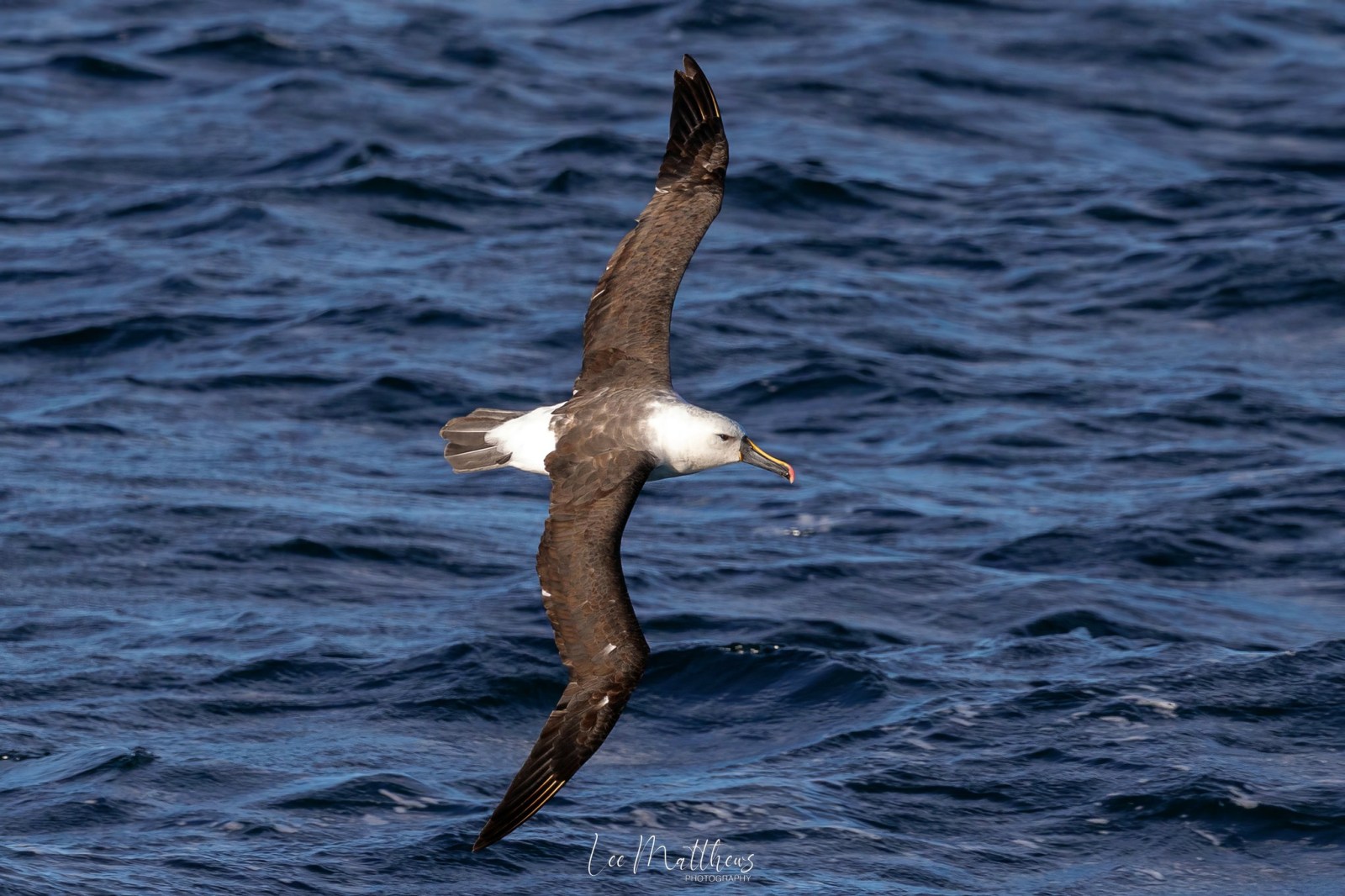 a bird flying over a body of water