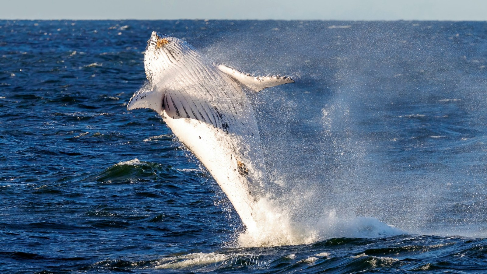 a whale jumping out of the water