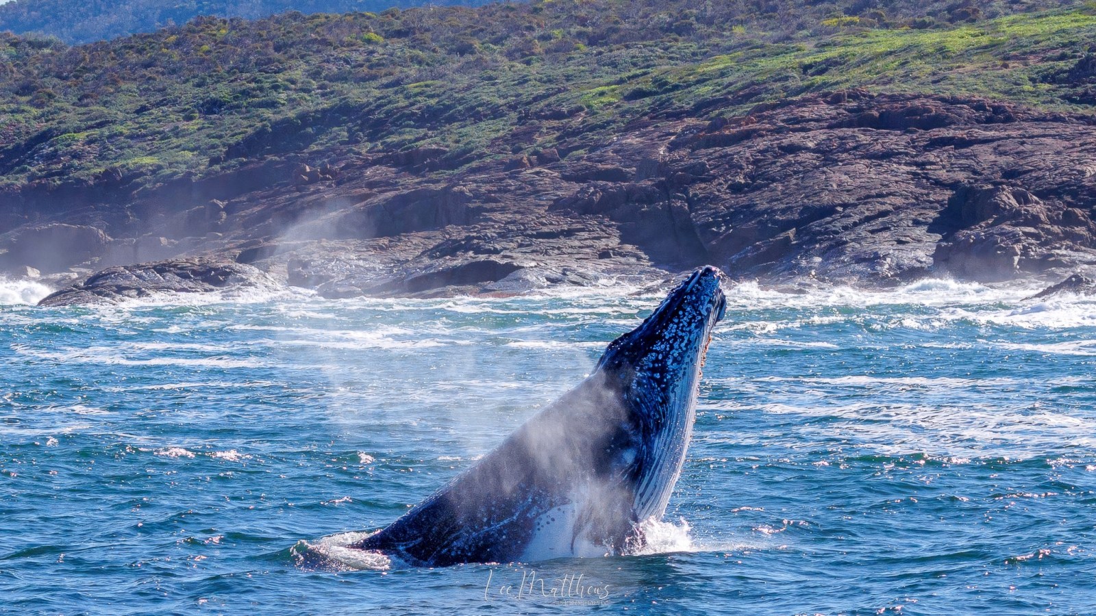 a whale jumping out of the water