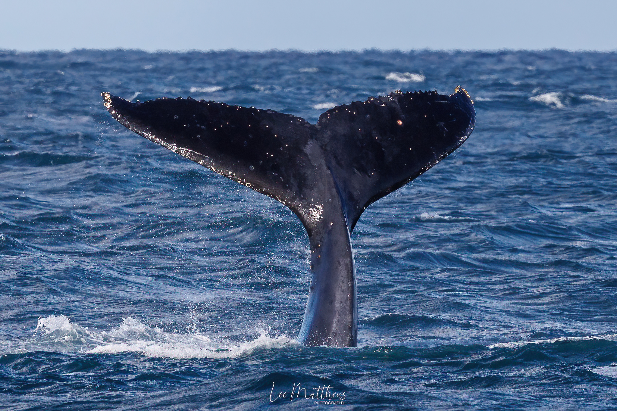 Whale Watching Moonshadow TQC Cruises Port Stephens Lee Matthews