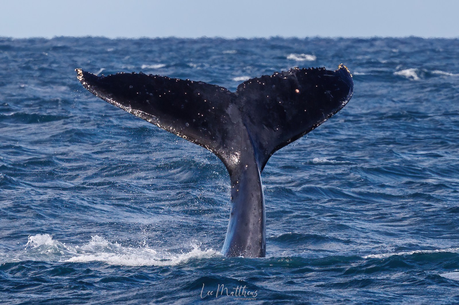 a whale jumping out of the water