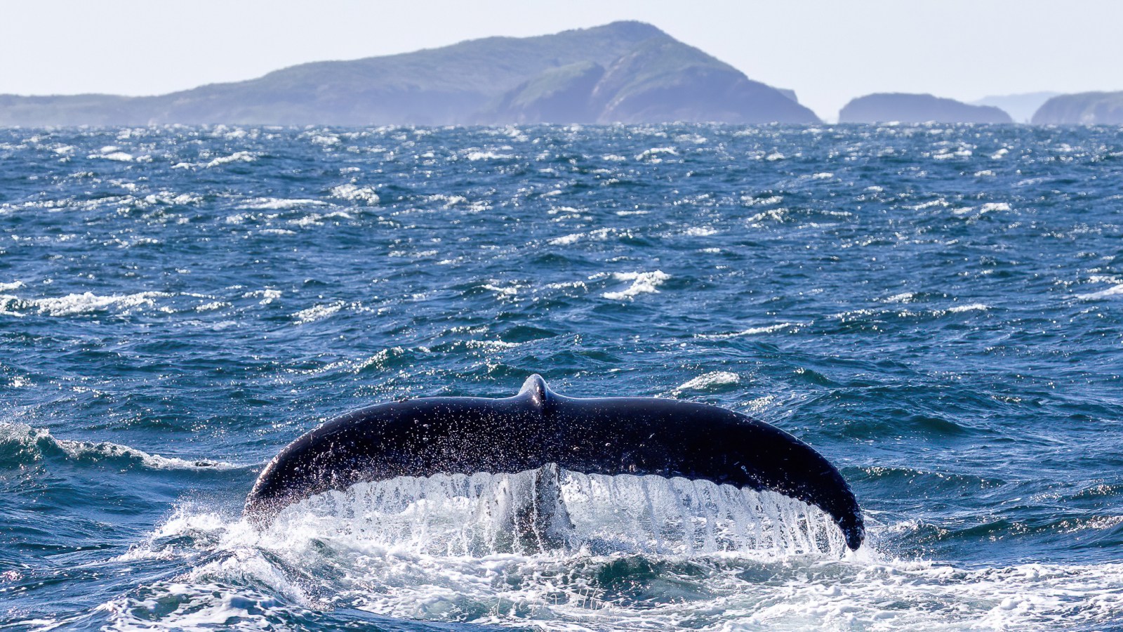 a whale jumping out of the water
