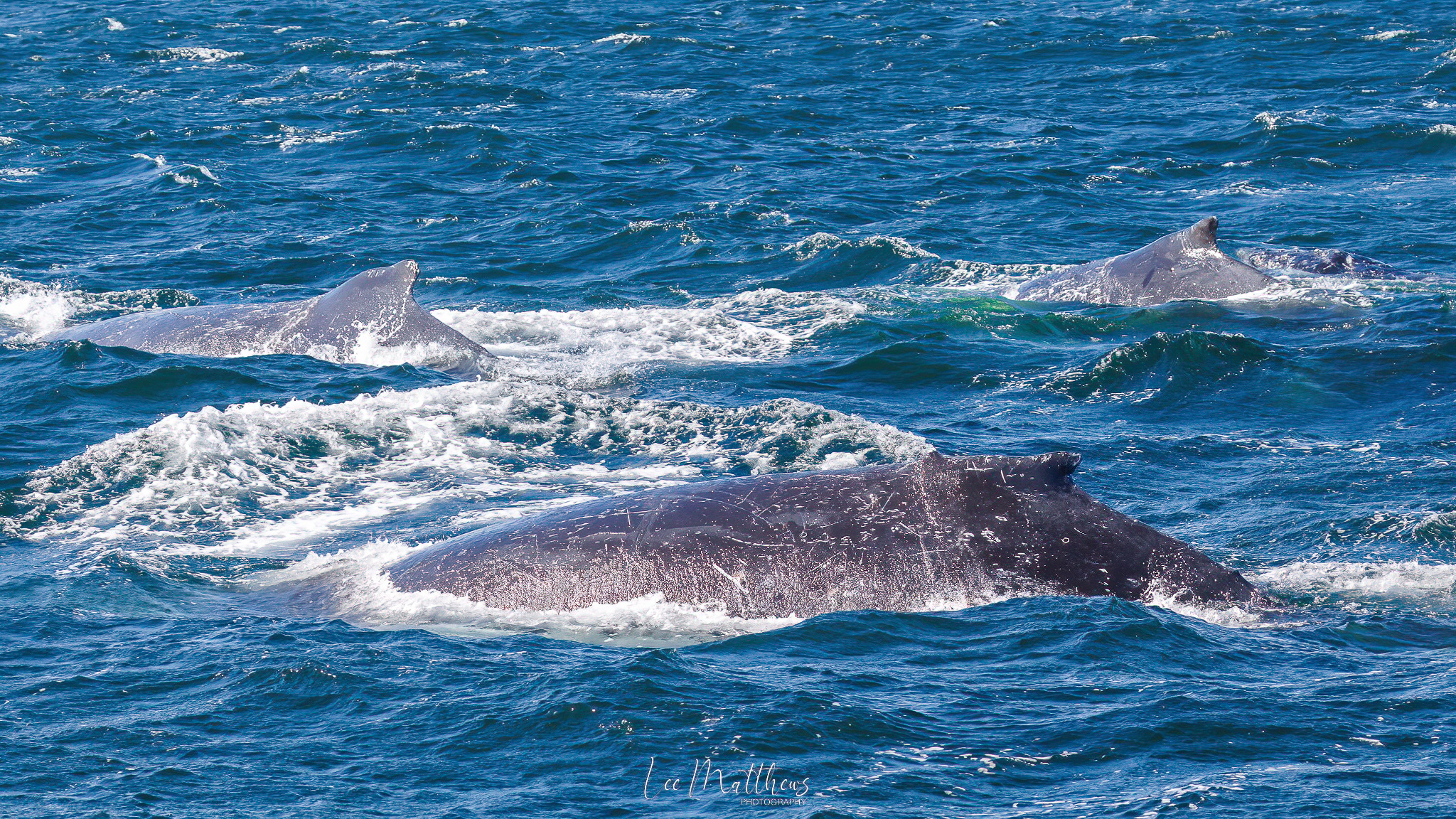 Whale Watching Moonshadow TQC Cruises Port Stephens Lee Matthews 80625 5 MOONSHADOW TQC CRUISES PORT STEPHENS WHALE WATCHING
