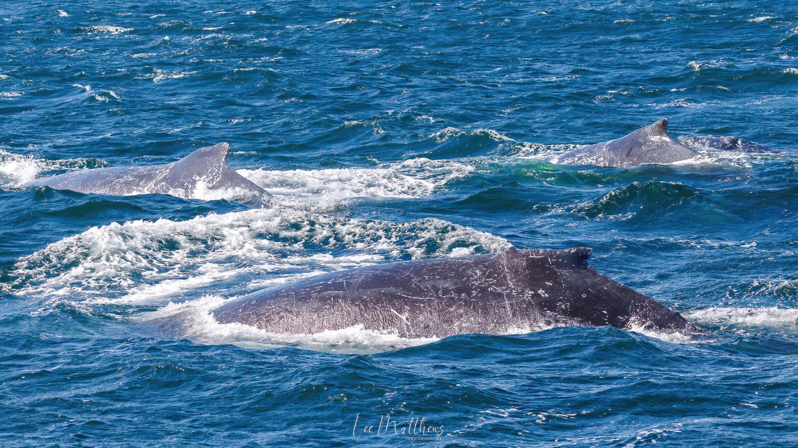 MOONSHADOW TQC CRUISES PORT STEPHENS WHALE WATCHING
