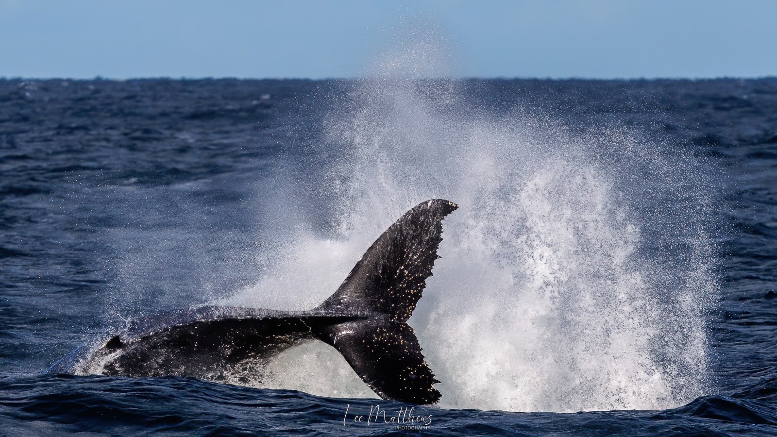 a whale jumping out of the water