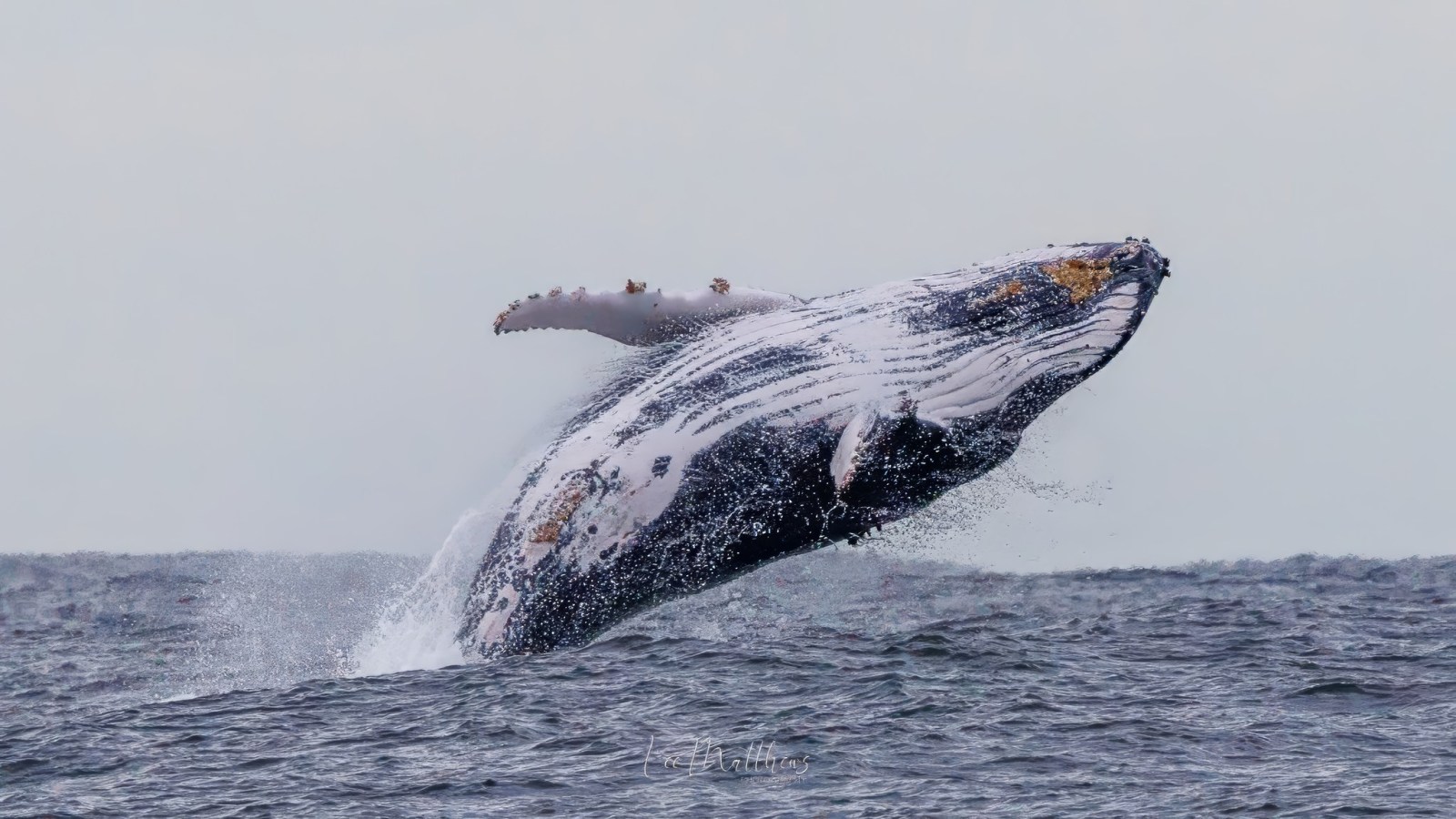 a whale jumping out of the water