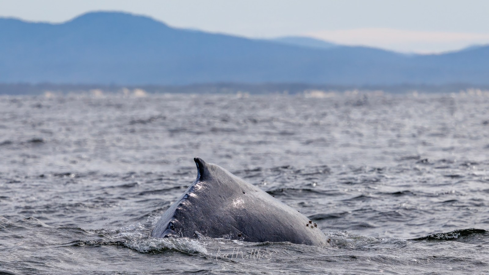 a whale jumping out of the water