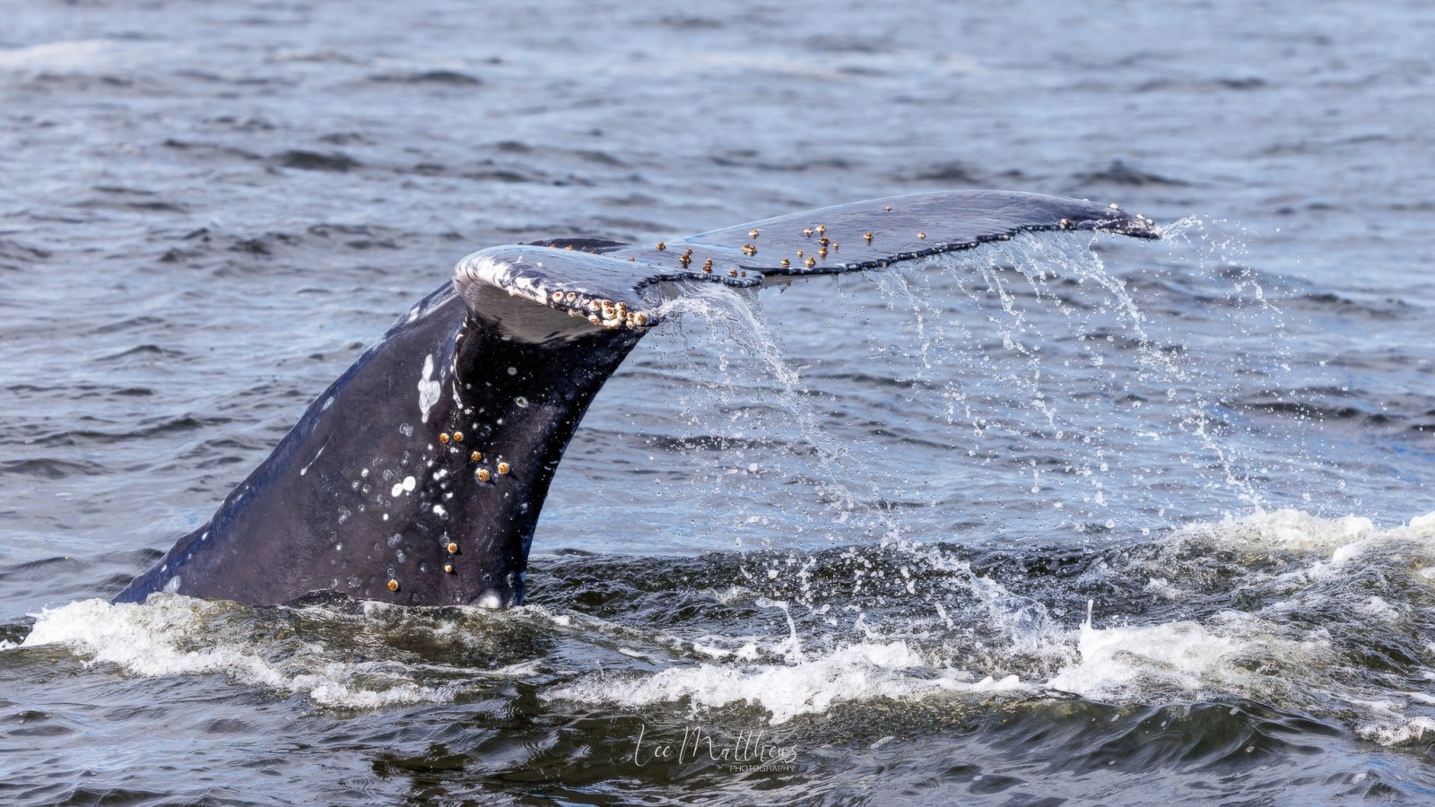 a whale jumping out of the water