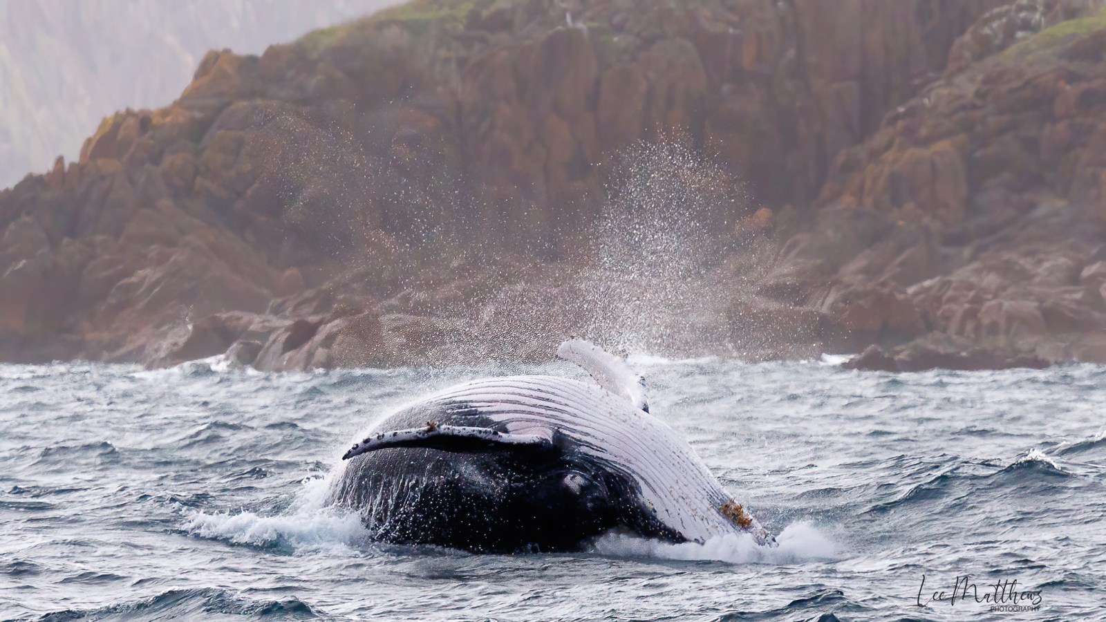 Whale Watching Moonshadow TQC Cruises Port Stephens Lee Matthews