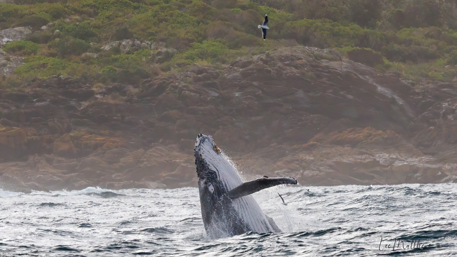 a bird flying over a body of water