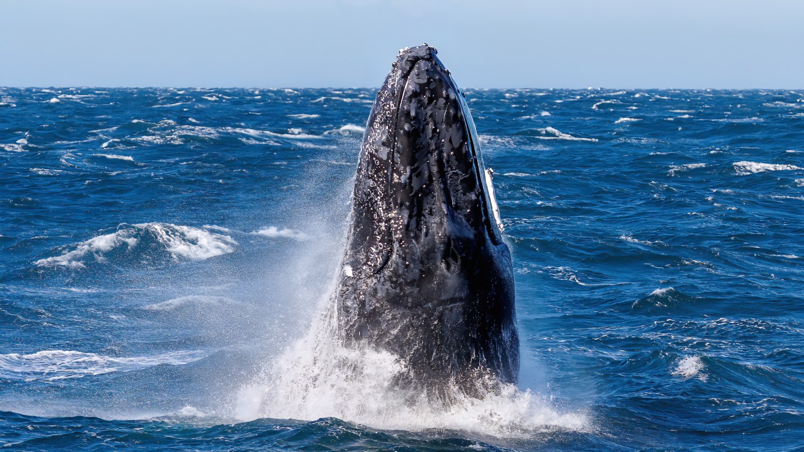 Whale Watching Moonshadow TQC Cruises Port Stephens Lee Matthews