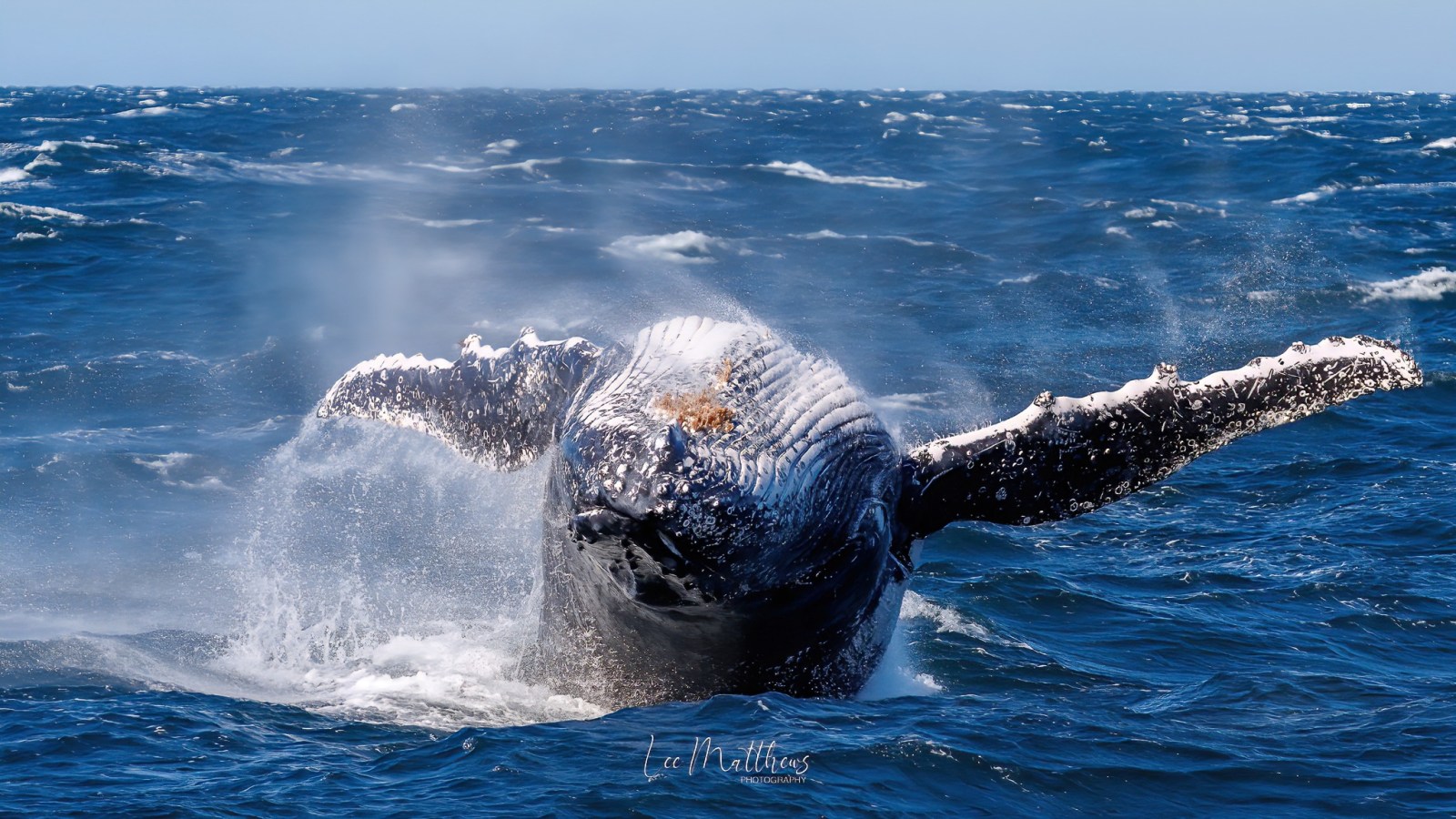 a whale jumping out of the water