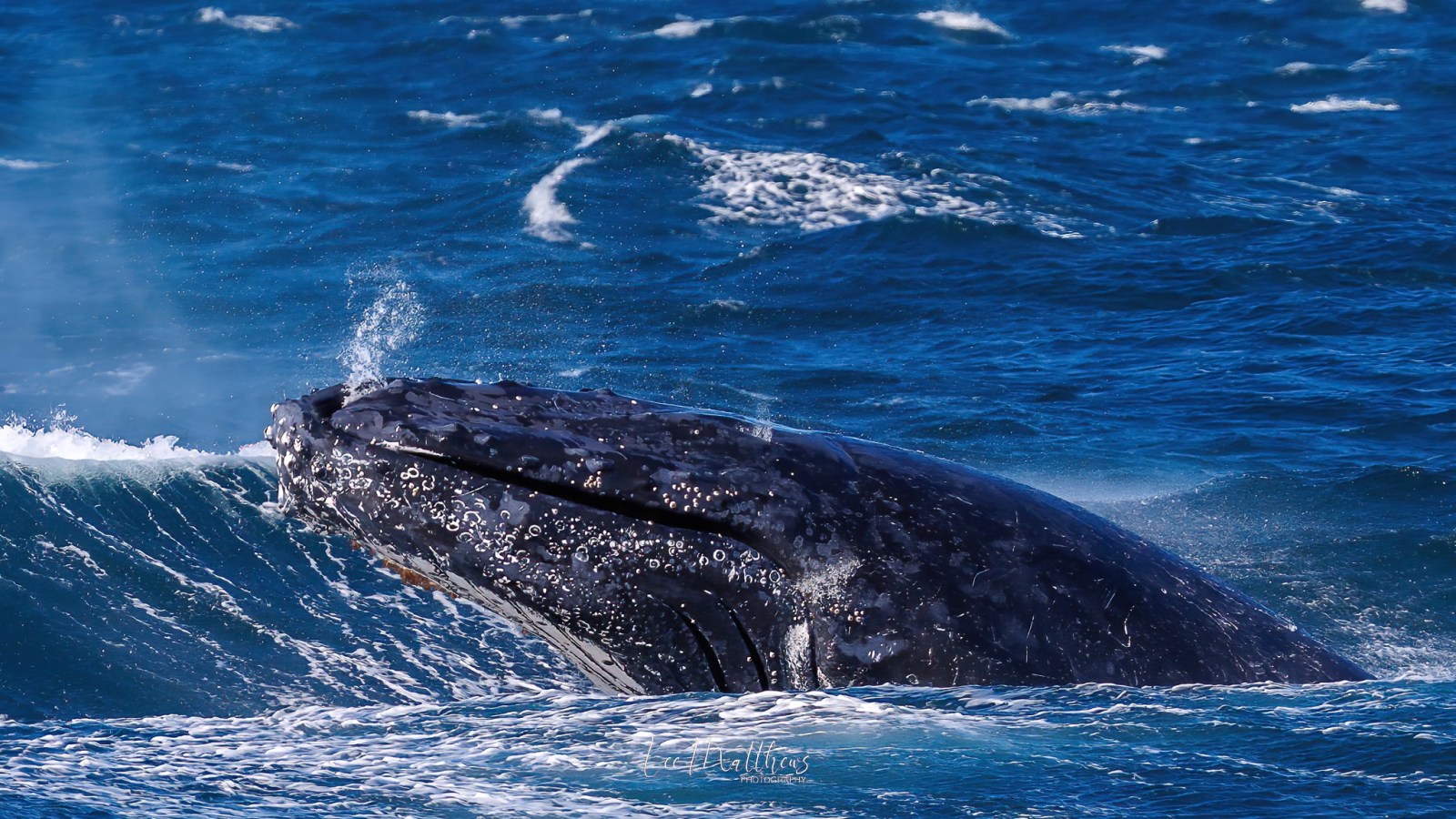 a whale jumping out of the water