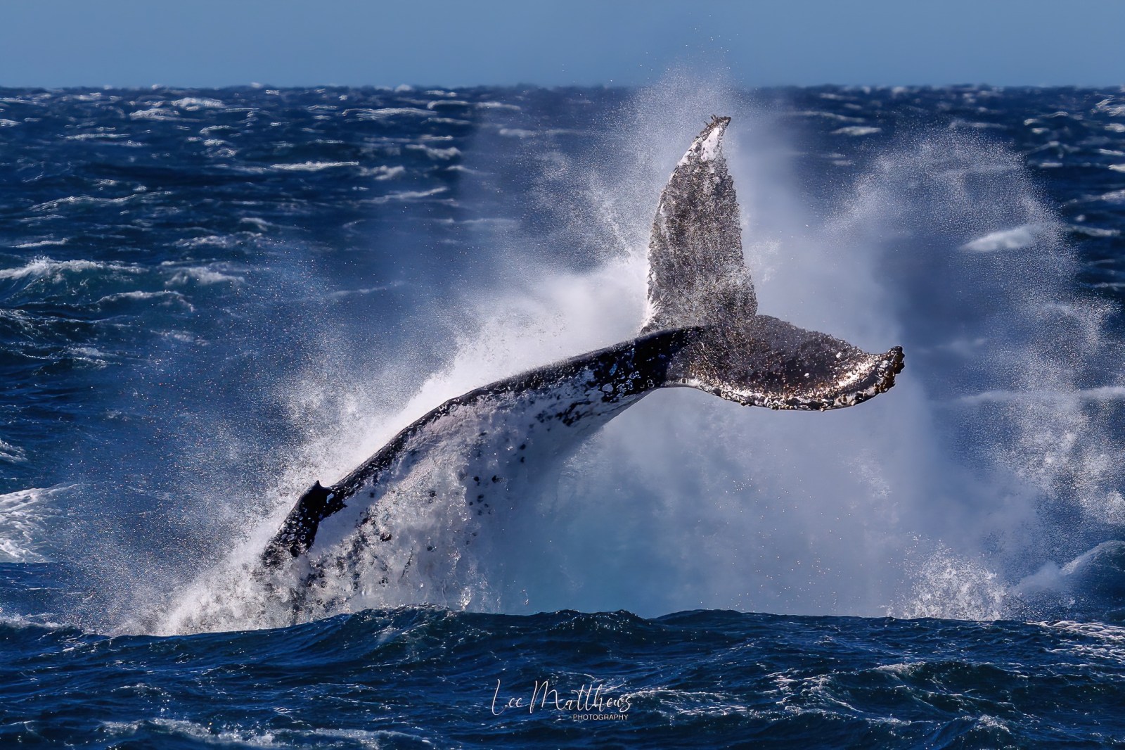 a whale jumping out of the water