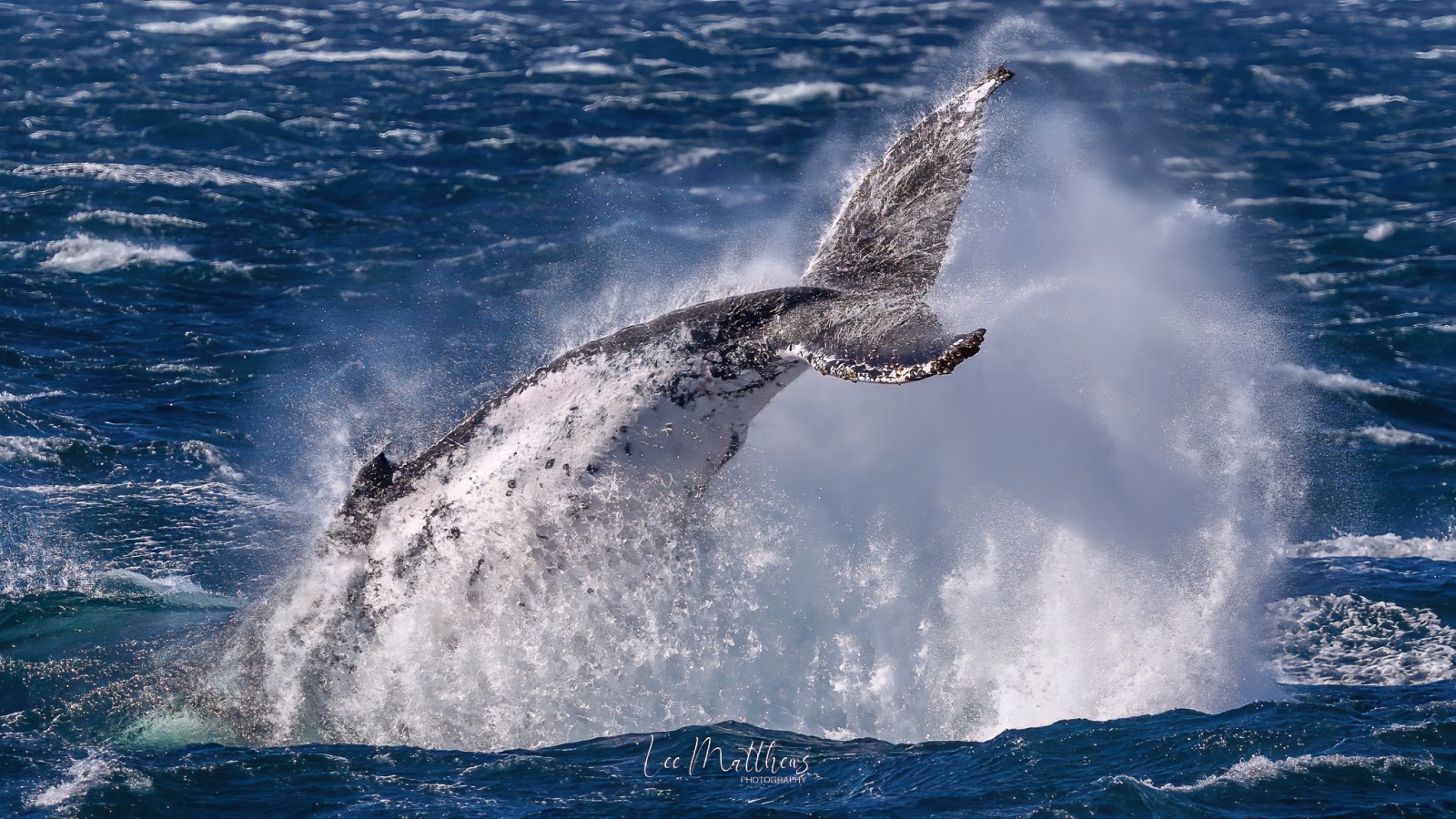a whale jumping out of the water