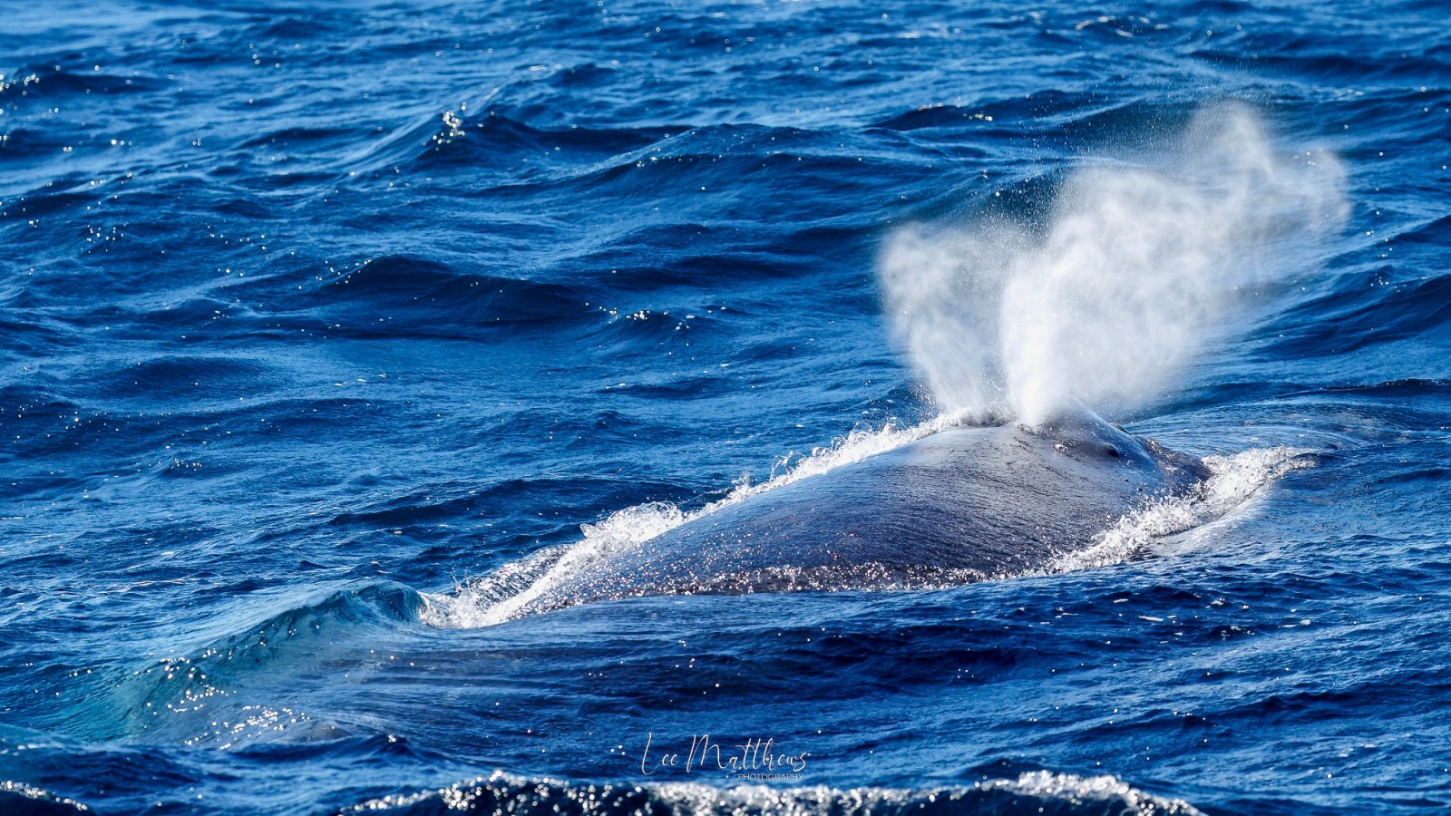Whale Watching Moonshadow TQC Cruises Port Stephens Lee Matthews