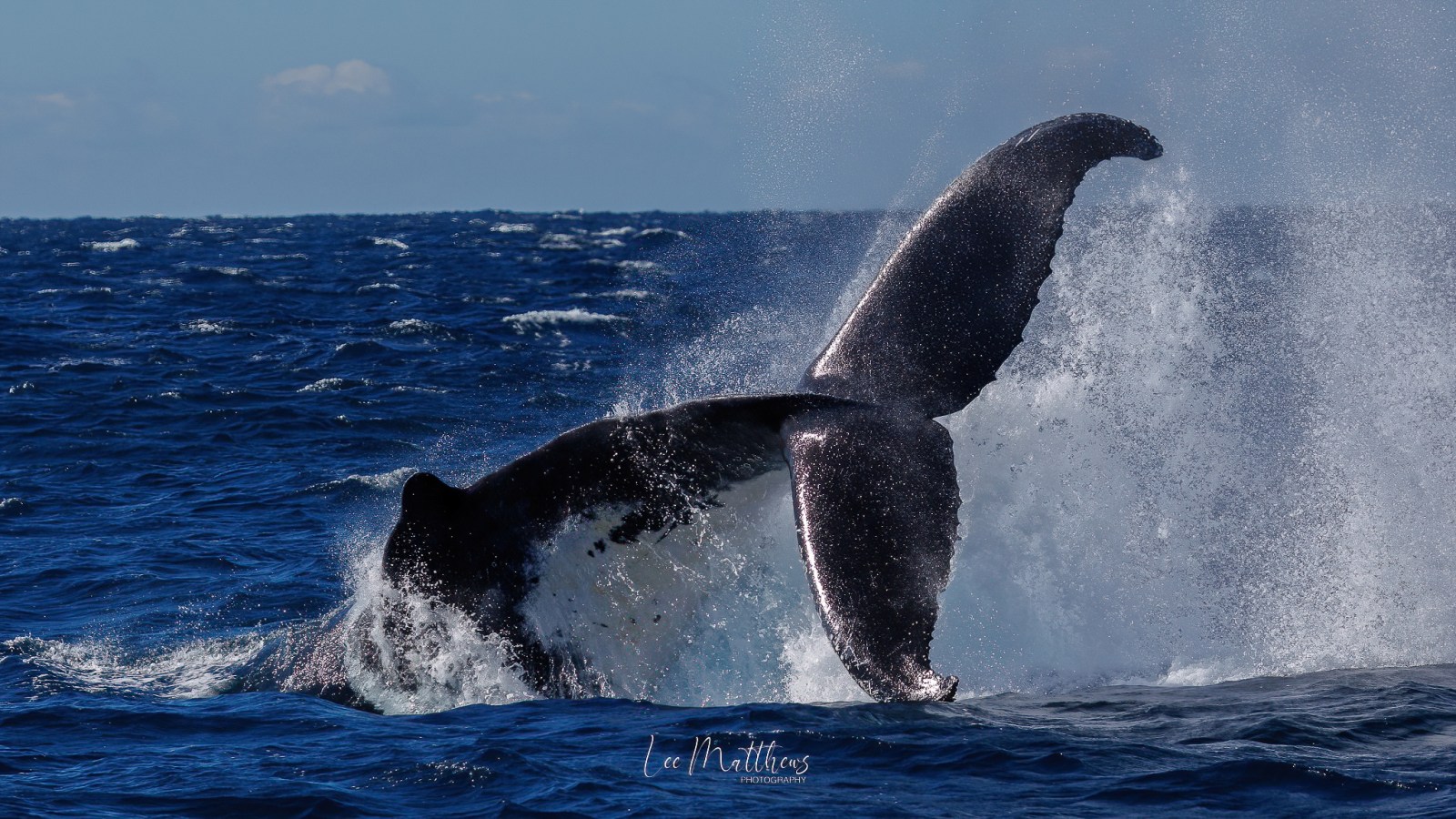 a whale jumping out of the water
