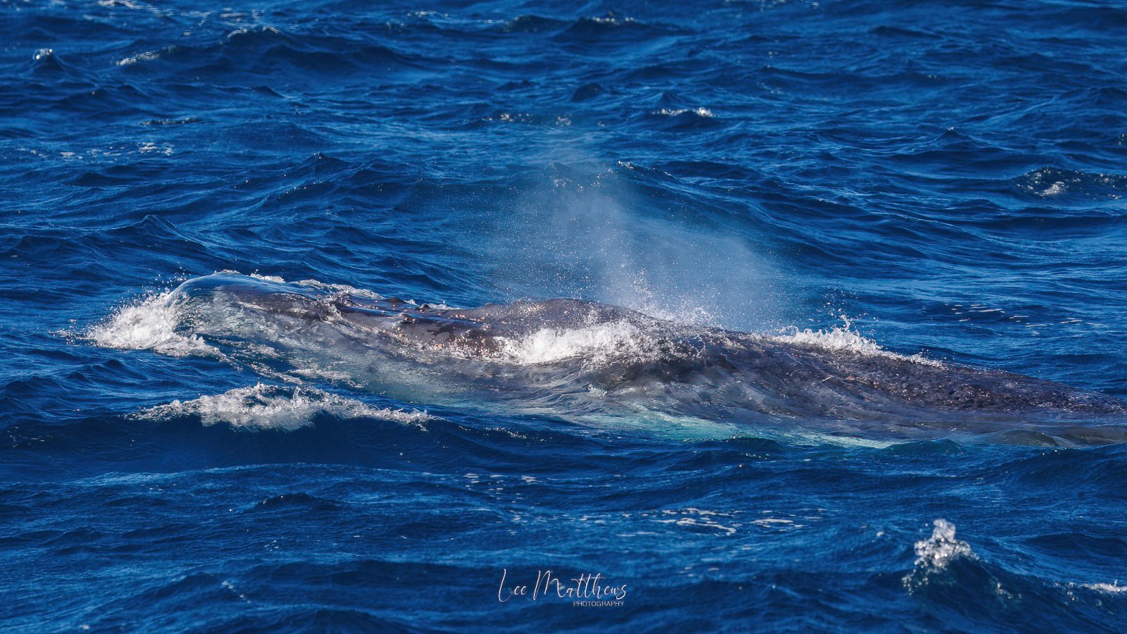 a whale jumping out of the water