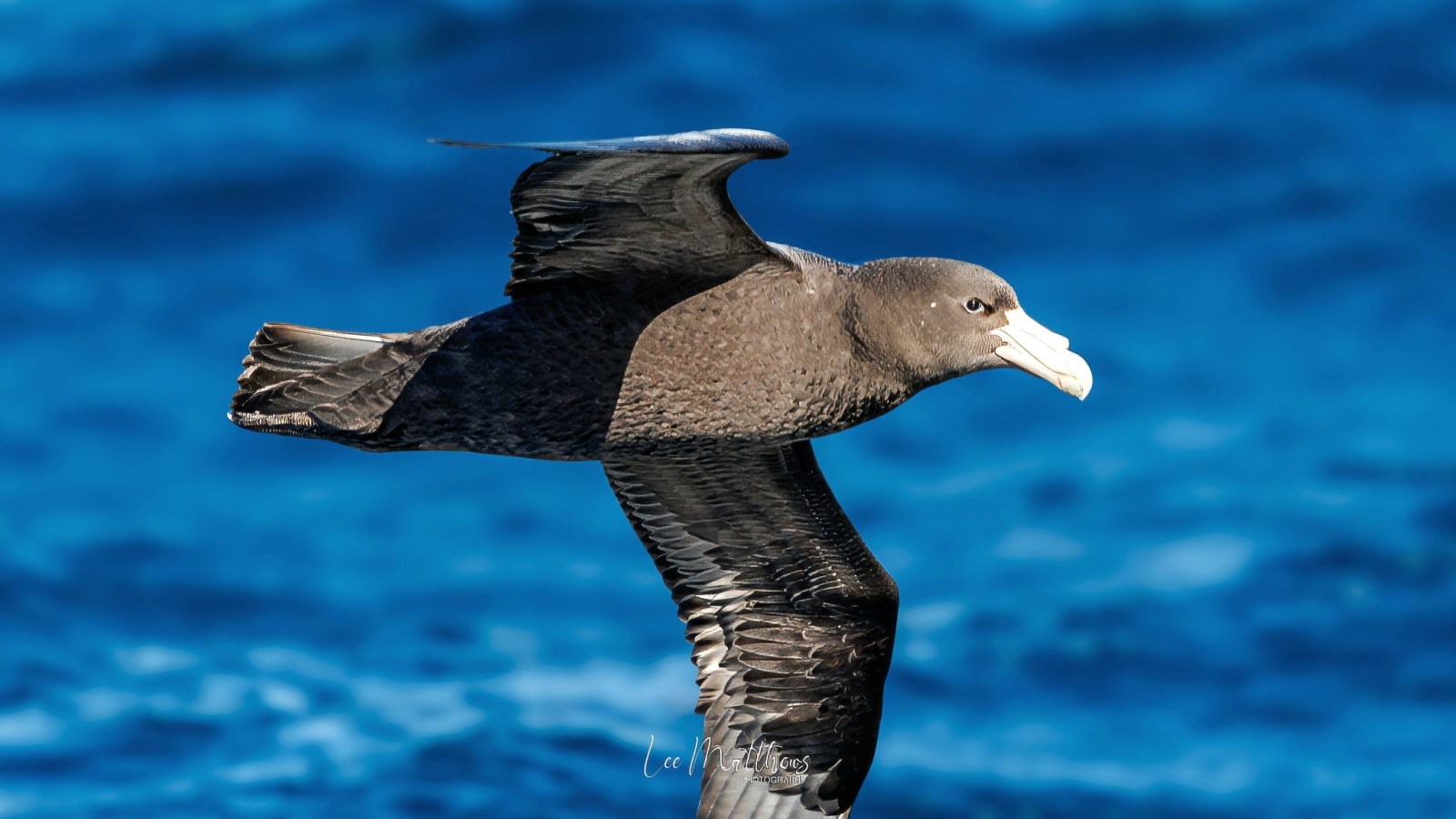 Whale Watching Moonshadow TQC Cruises Port Stephens Lee Matthews