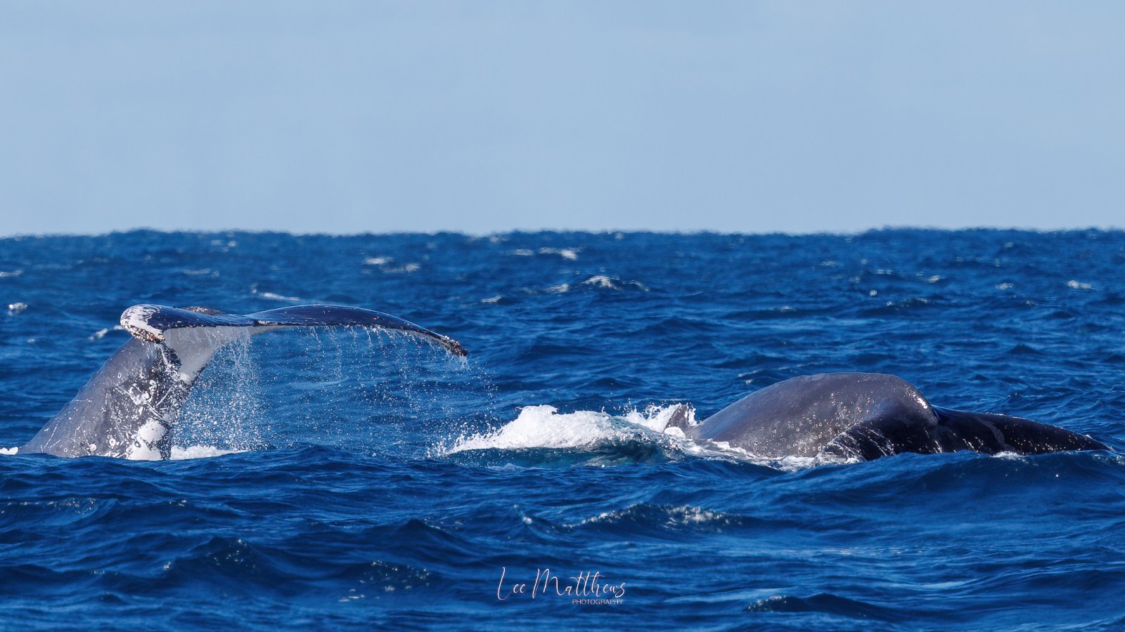 Whale Watching Moonshadow TQC Cruises Port Stephens Lee Matthews
