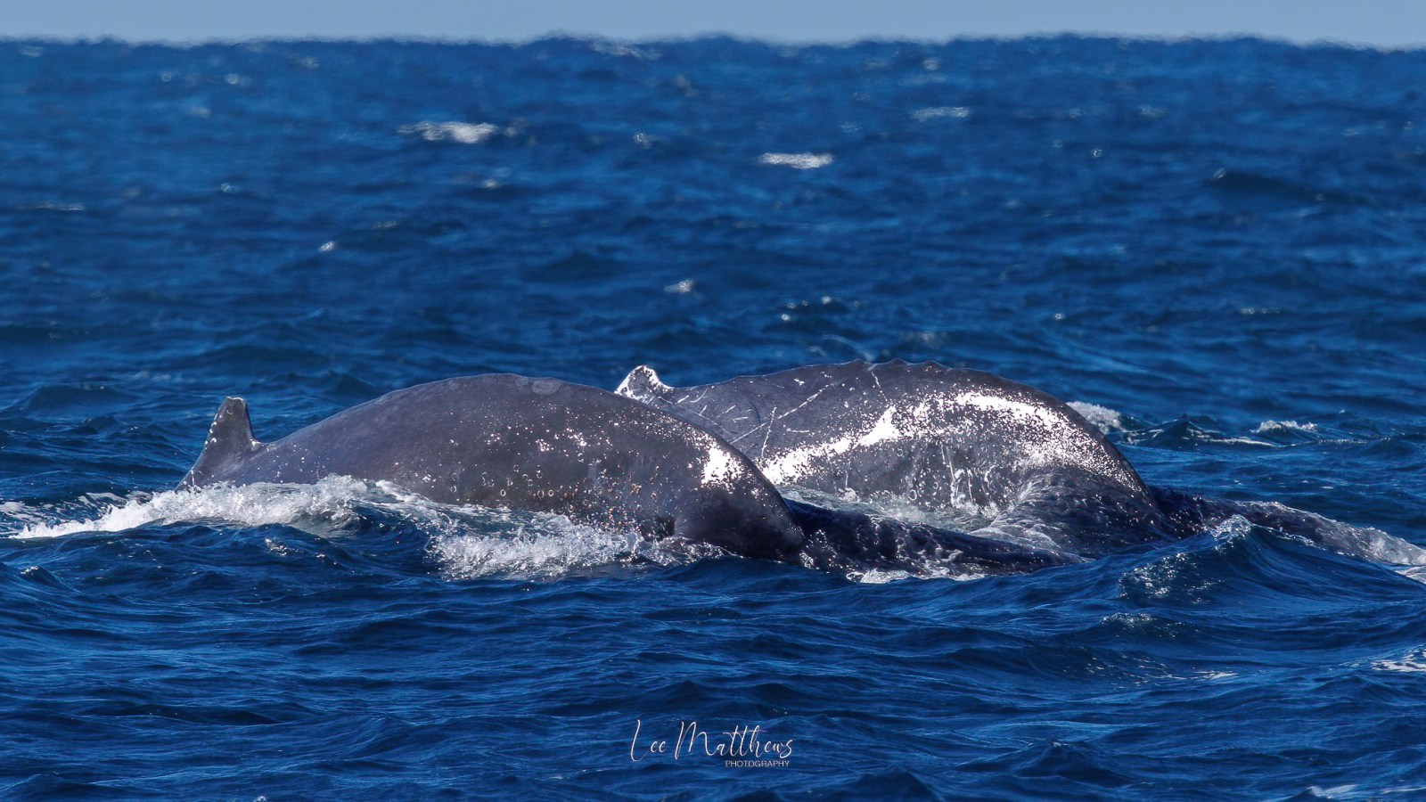 a whale swimming in a body of water